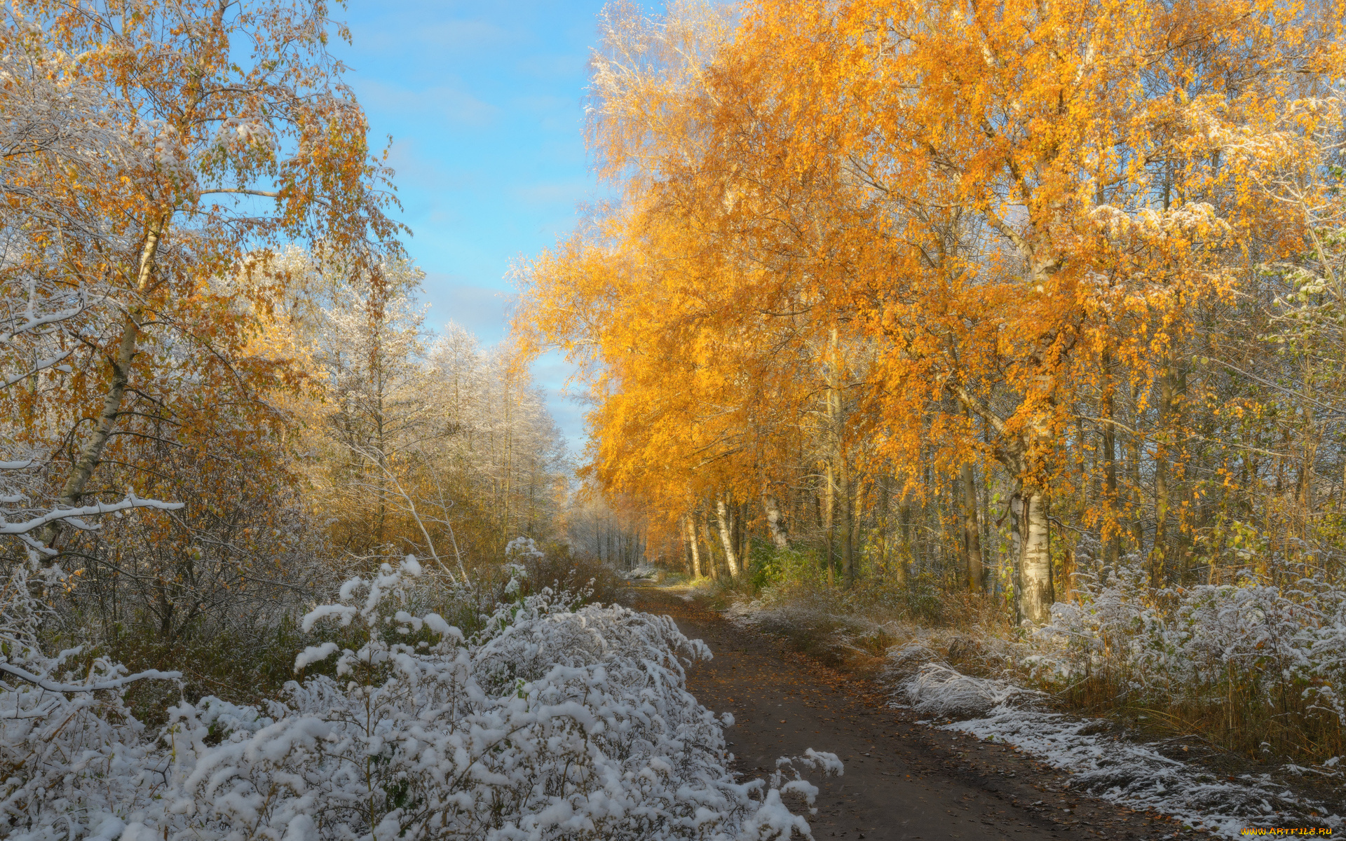 природа, дороги, желтые, листья, деревья, дорога, евгений, цап, первый, снег