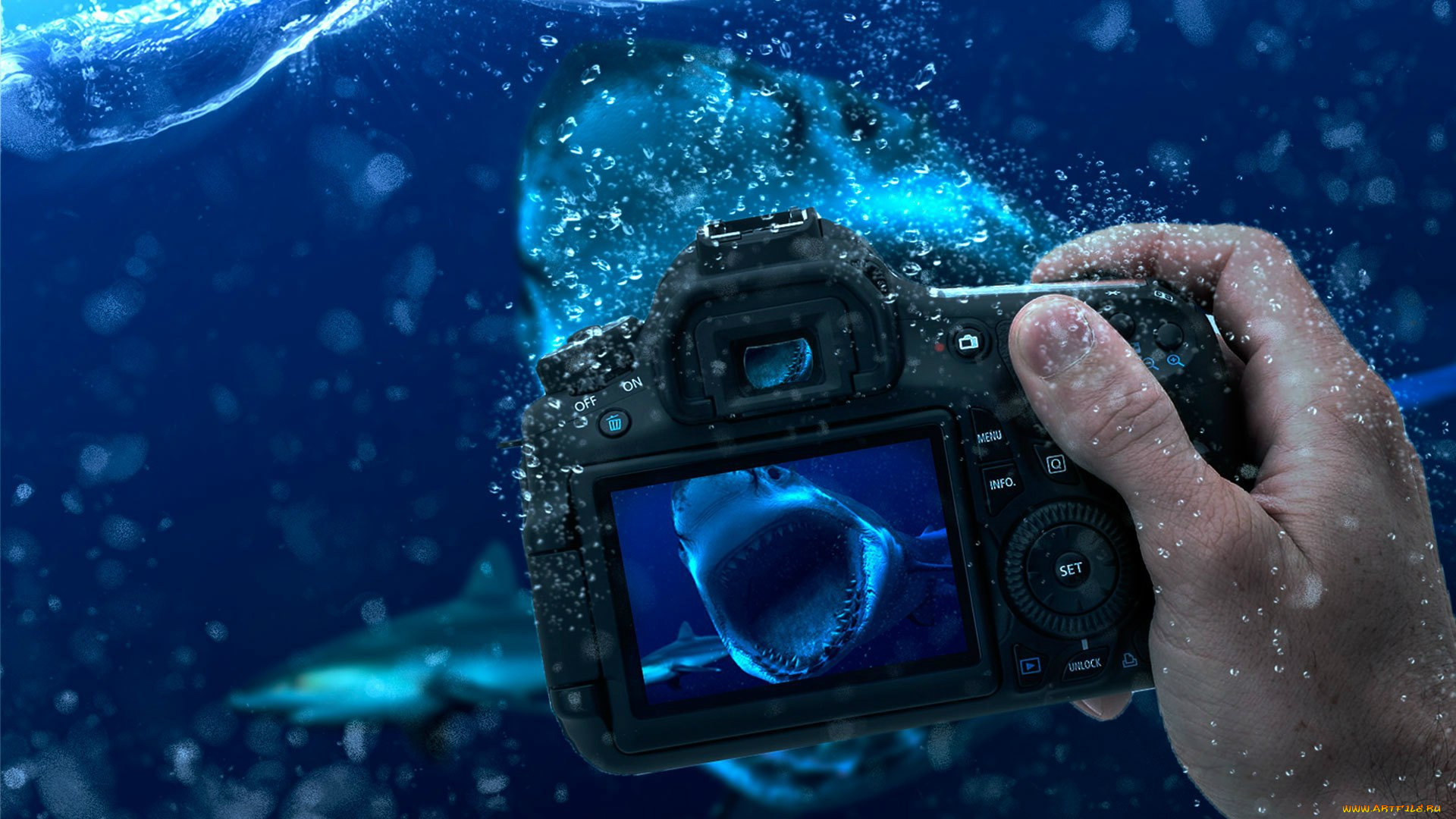 разное, руки, рука, акулы, вода, камера, фотоаппарат