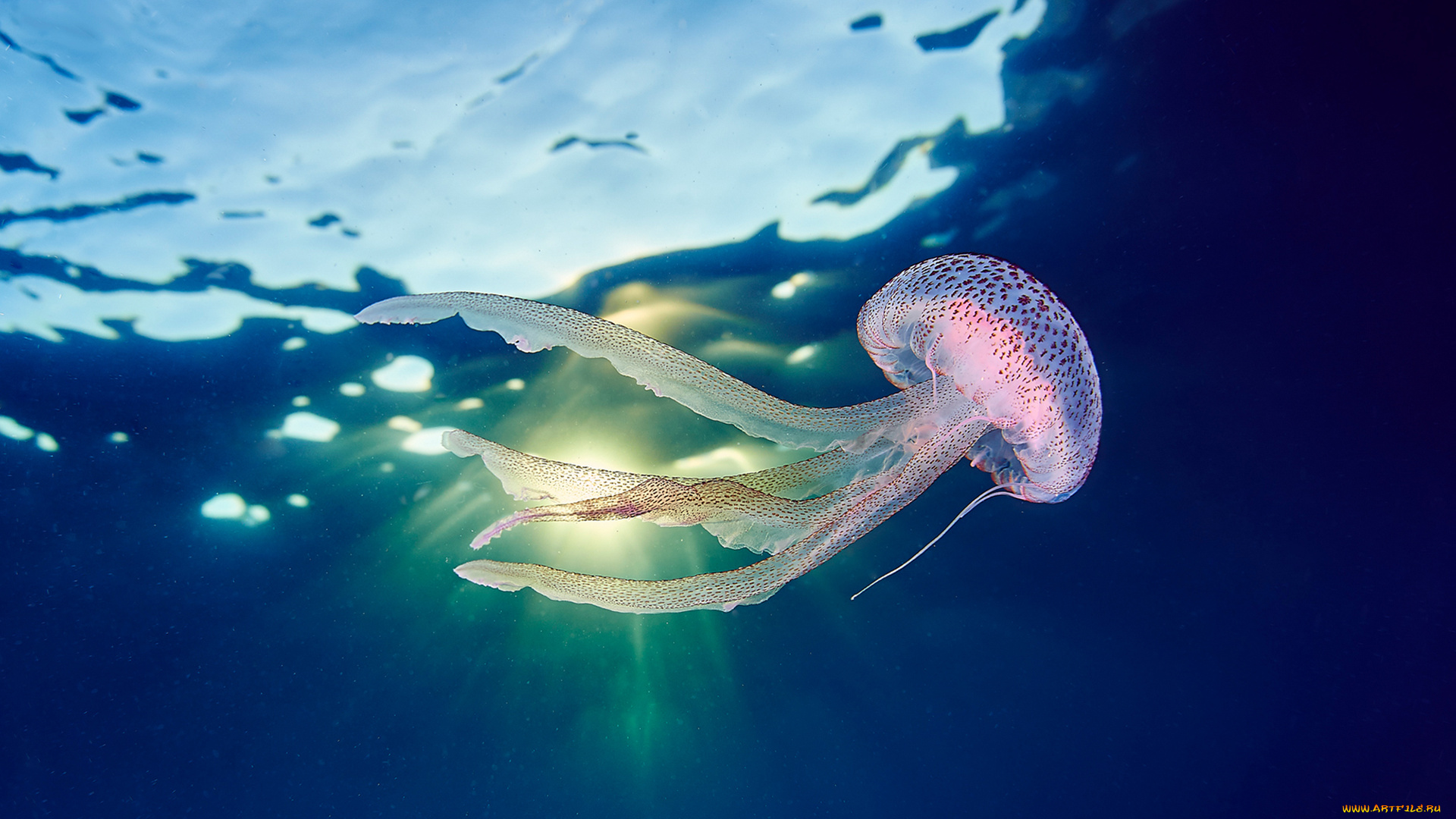 животные, медузы, море, океан, вода, подводный, мир