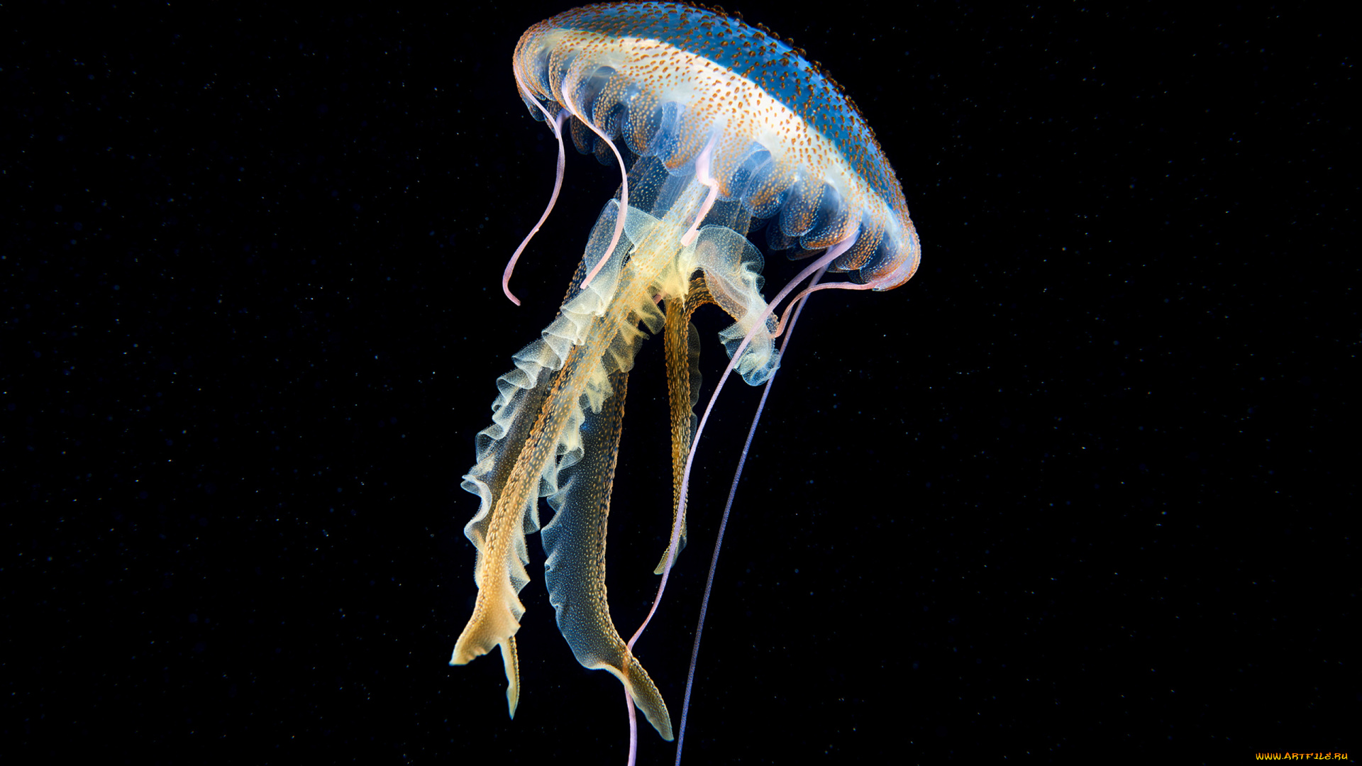 животные, медузы, подводный, мир, вода, океан, море