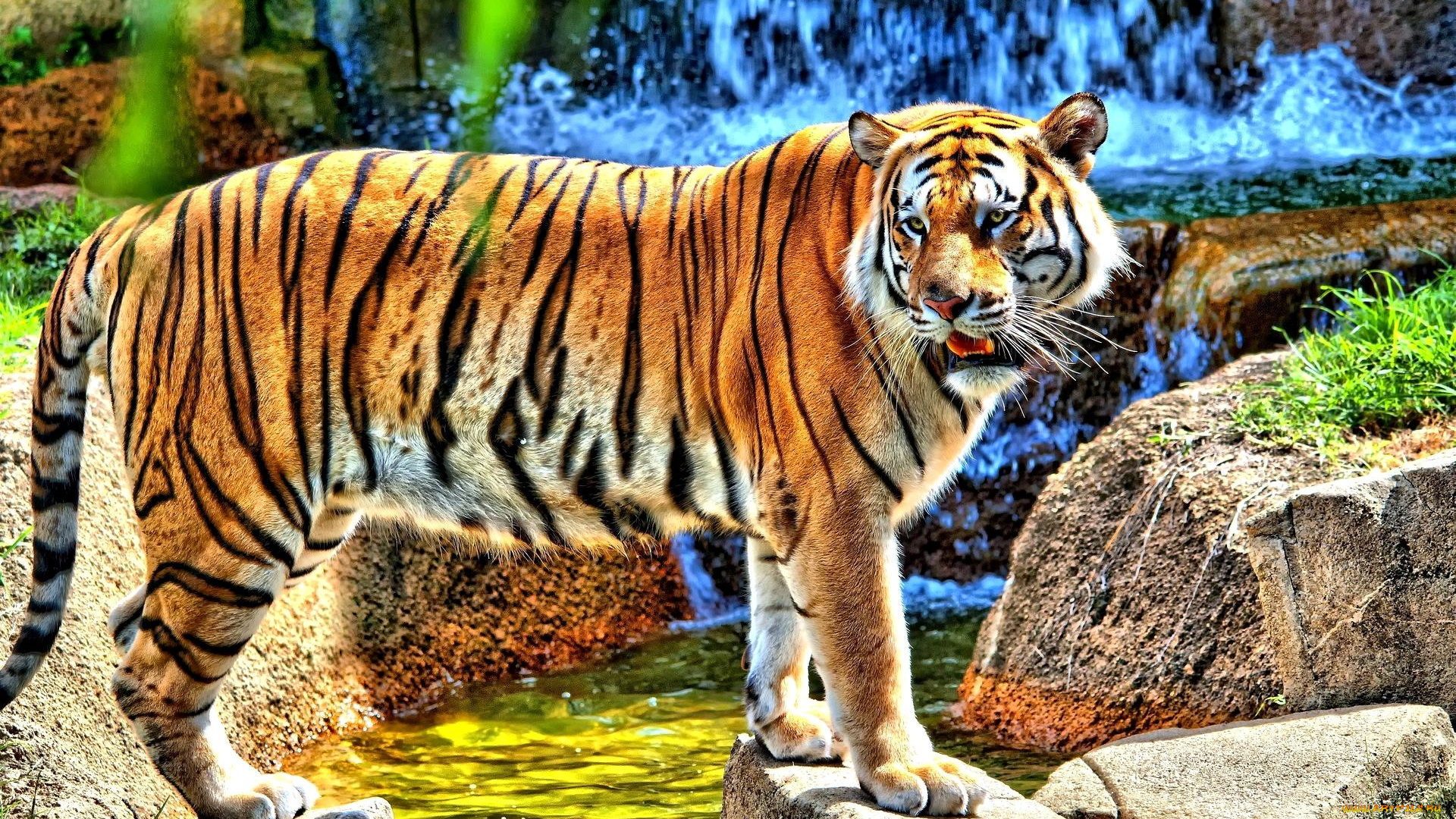 животные, тигры, ручей, водопад, камни, тигр