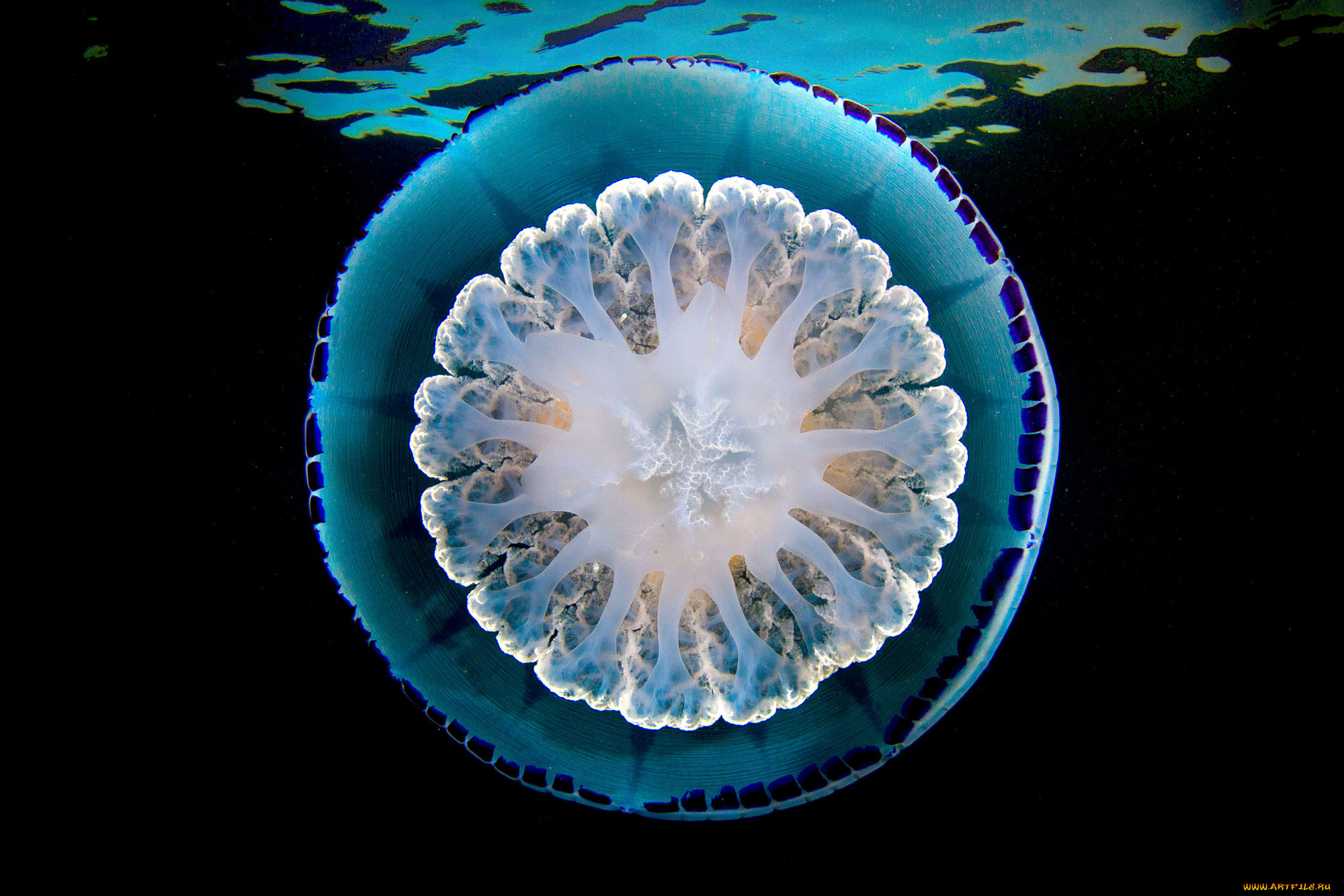 животные, медузы, вода, мир, океан, море, подводный