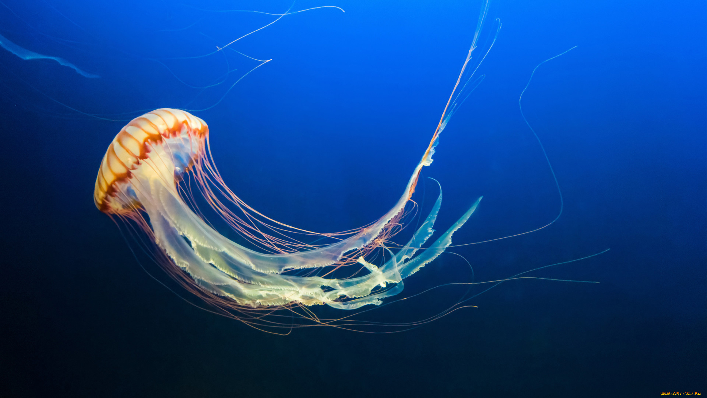 животные, медузы, мир, вода, подводный, море, океан