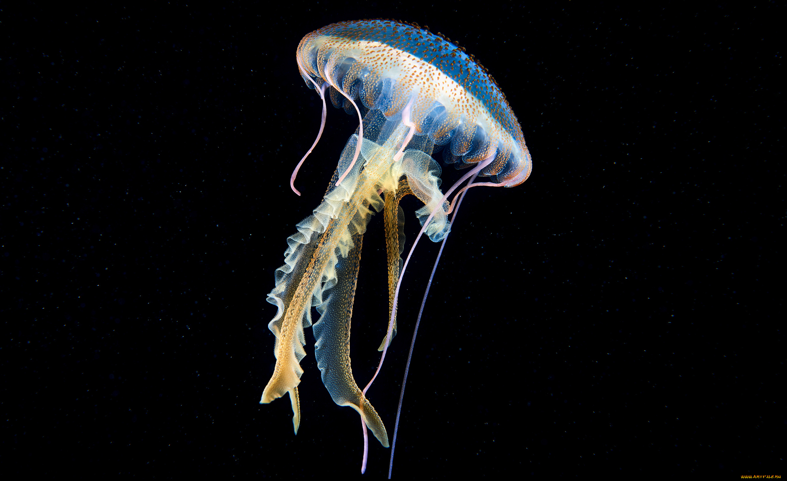 животные, медузы, подводный, мир, вода, океан, море