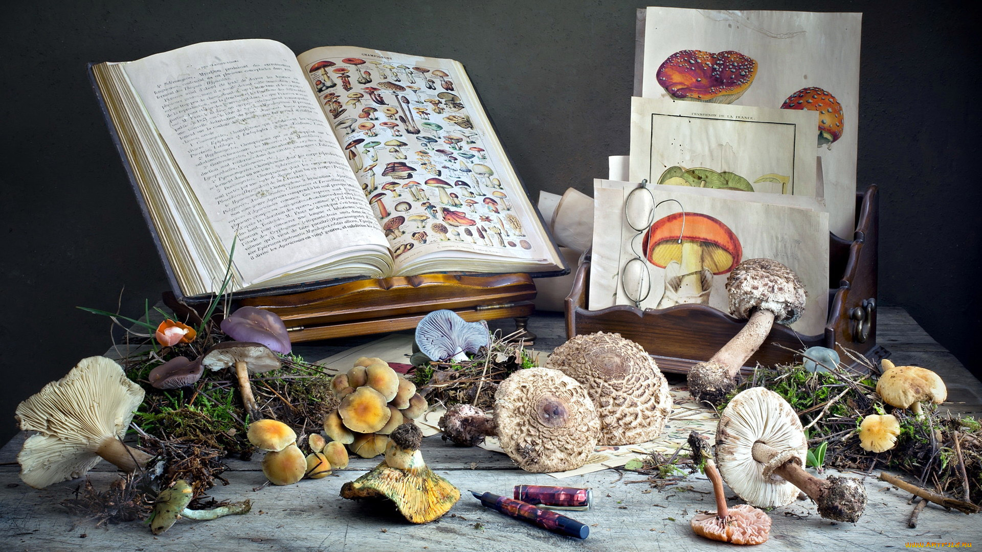 еда, грибы, , грибные, блюда, картинки, очки, книга