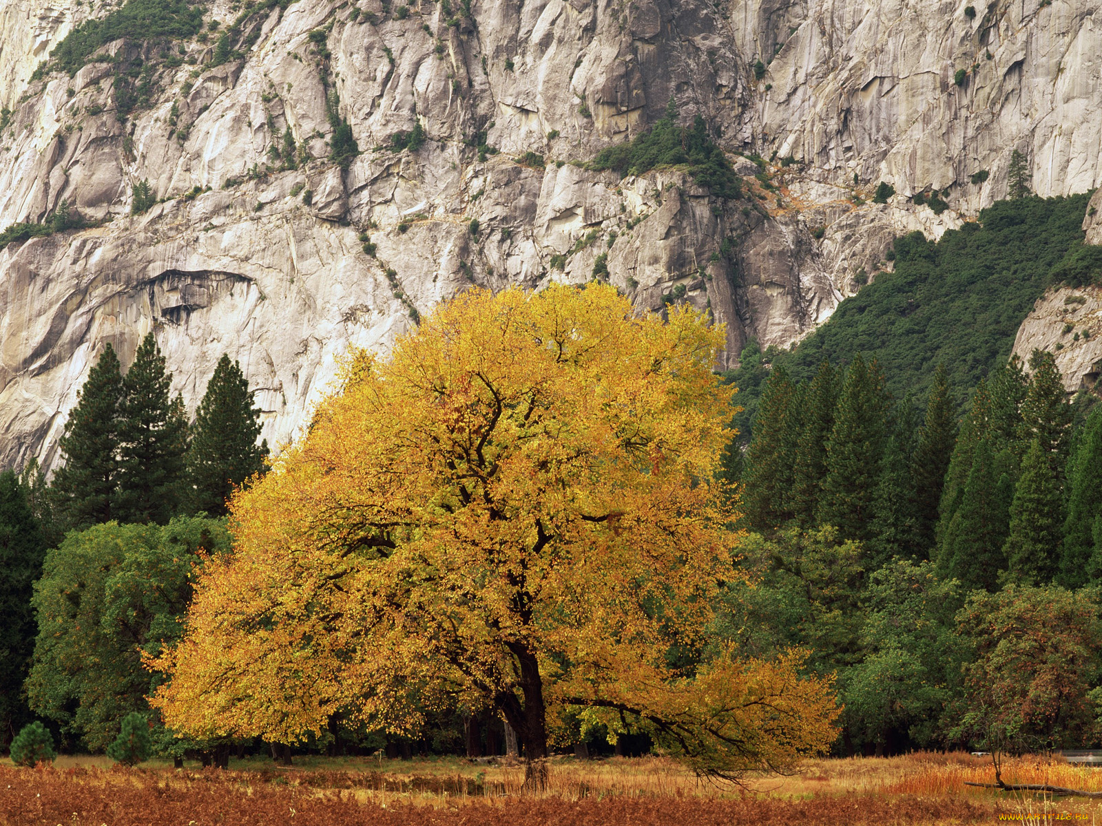 природа, деревья, гора, осень