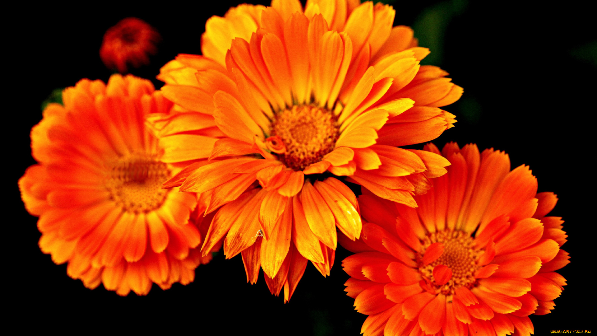 цветы, календула, оранжевые