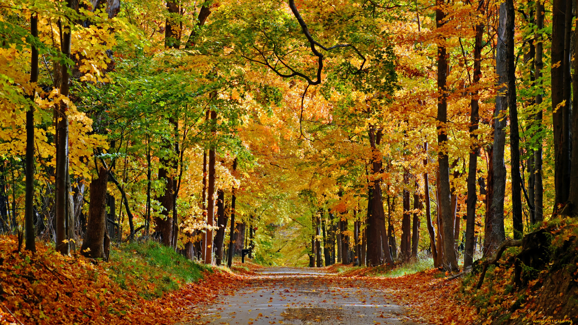 природа, дороги, листва, осень, тропинка, лес