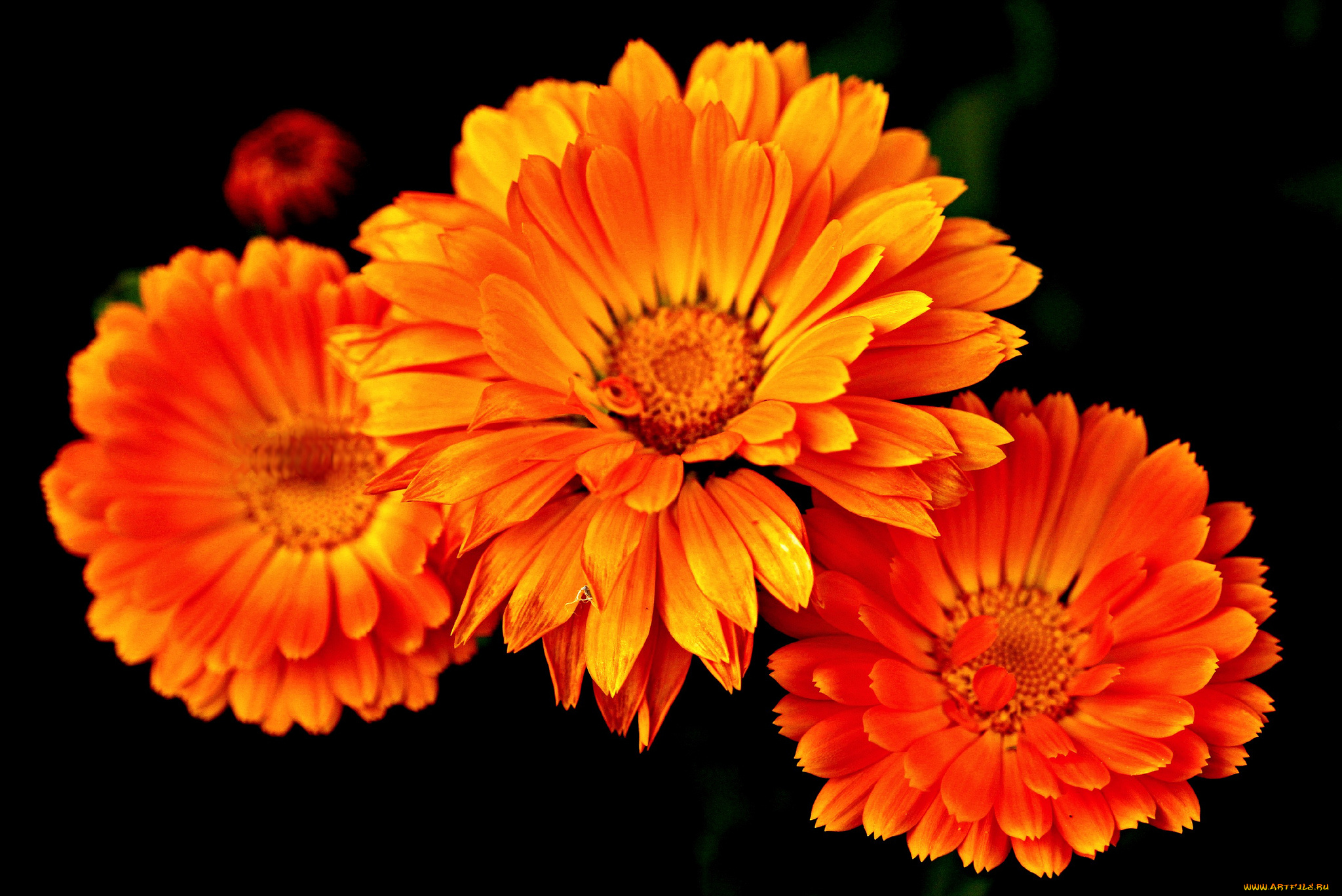цветы, календула, оранжевые