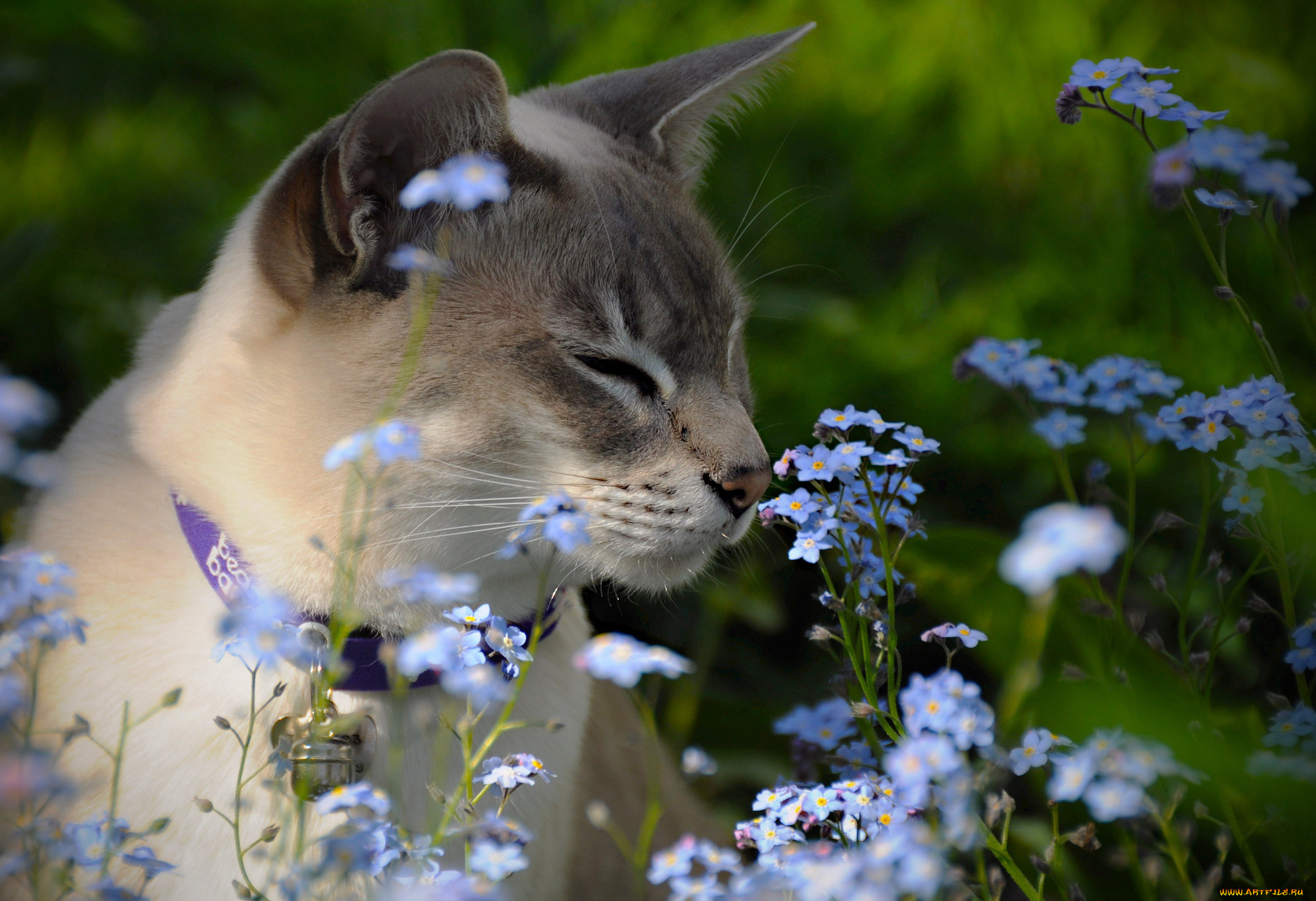 животные, коты, кот, цветы, луг