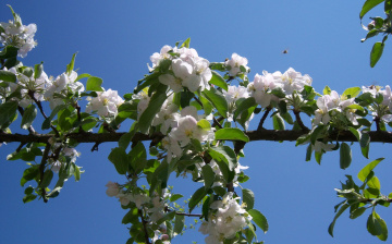 Картинка цветы цветущие+деревья+ +кустарники яблоня весна