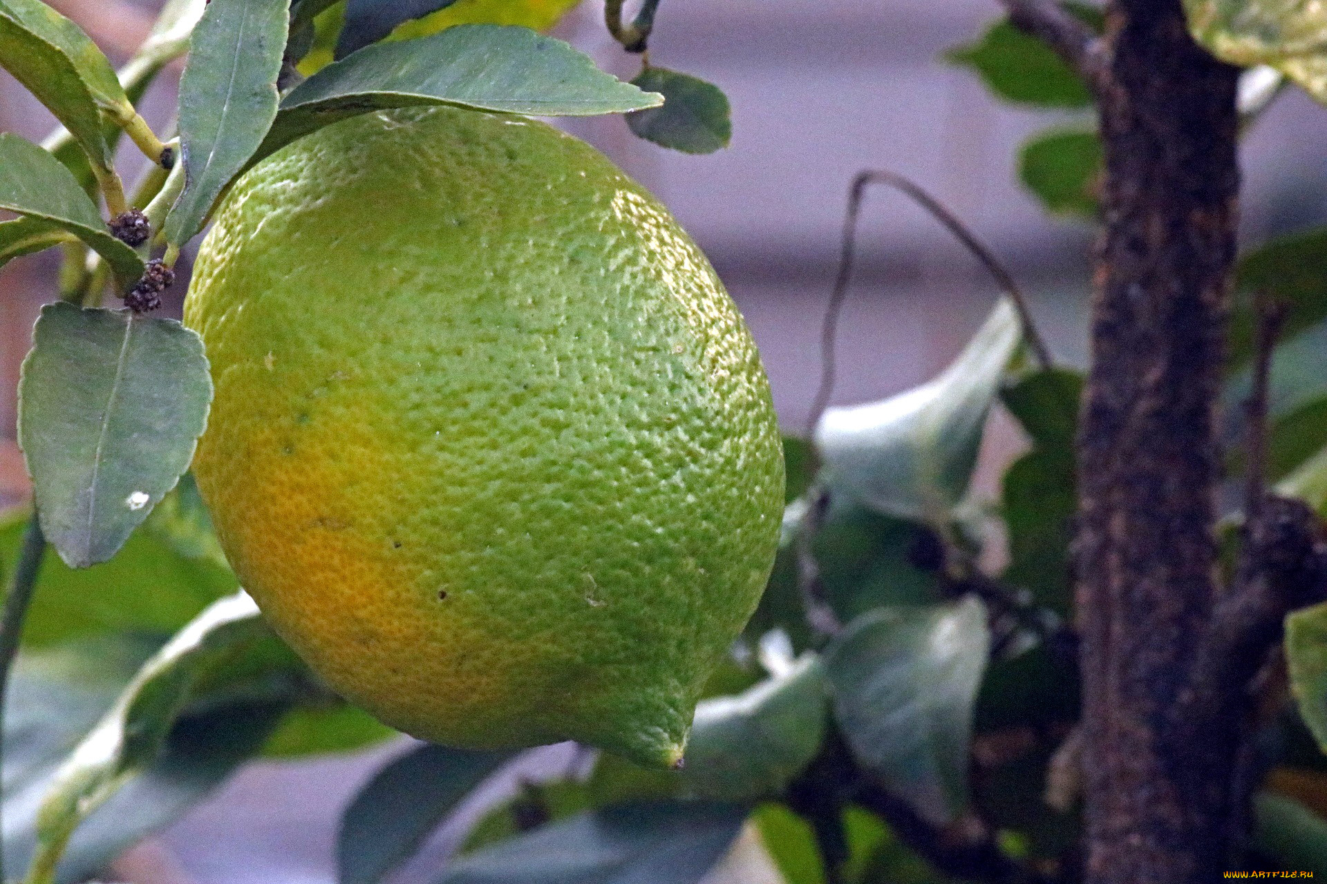 природа, плоды, цитрус, лимон
