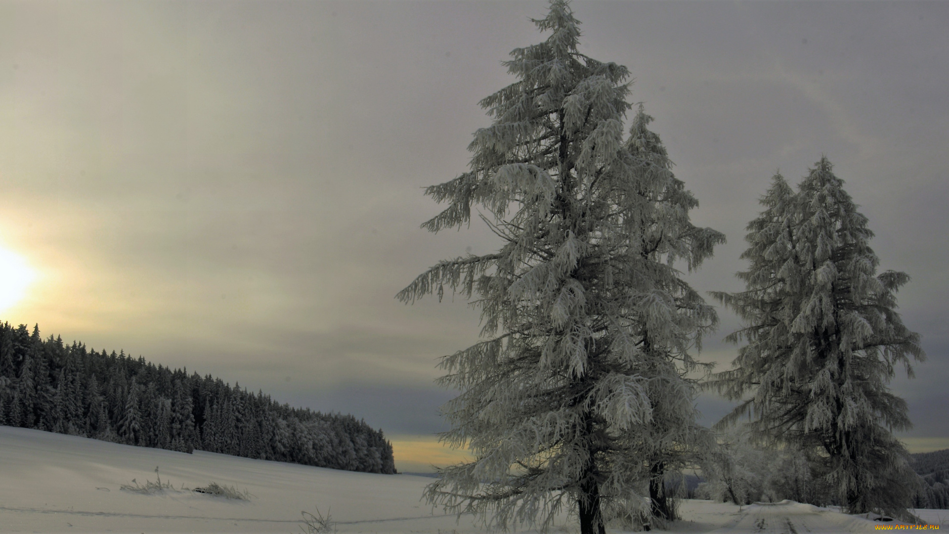 природа, деревья, ёлки, лес, снег