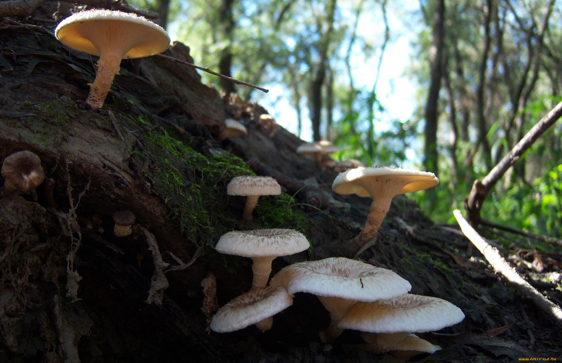 природа, грибы, белые