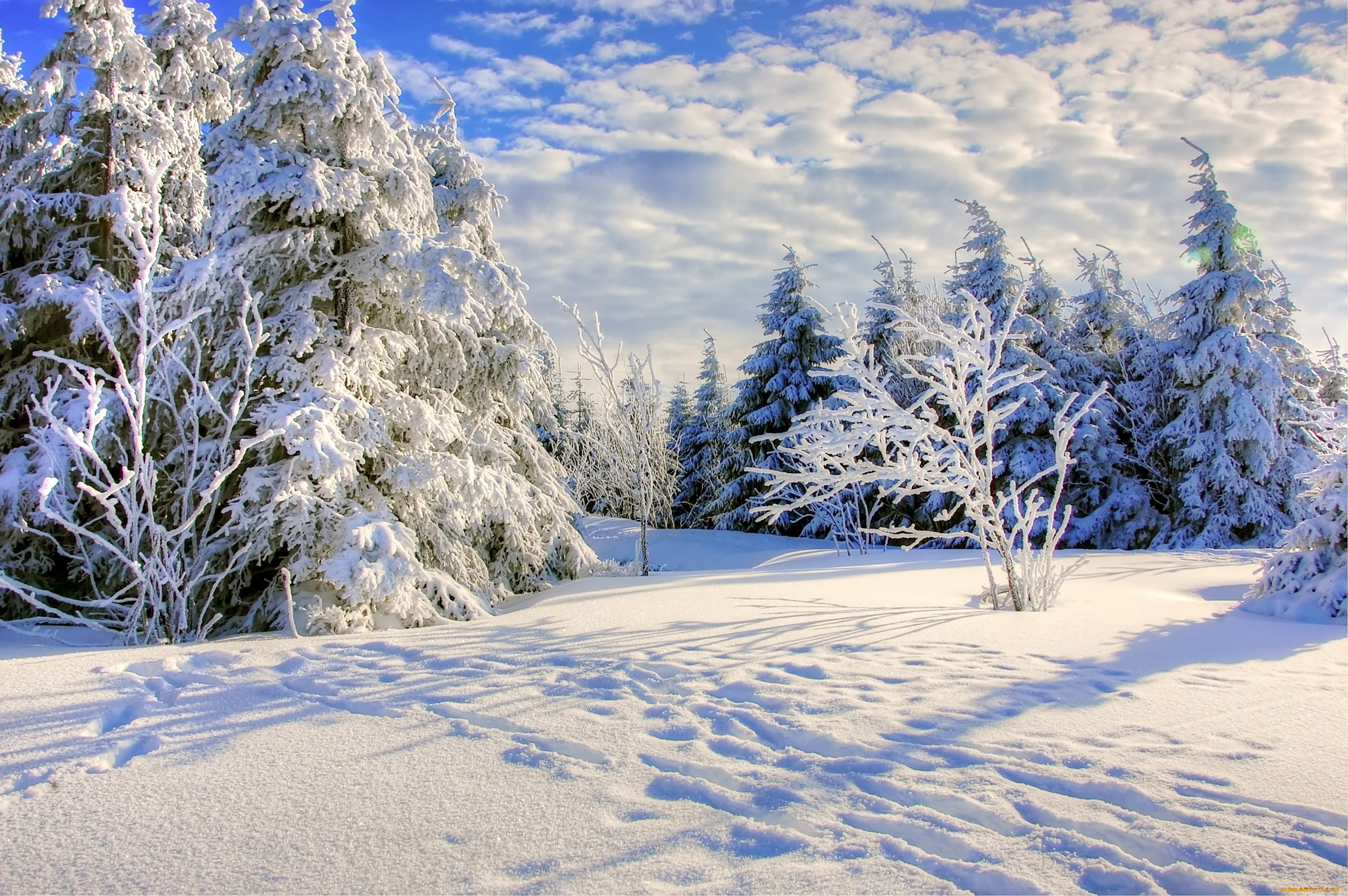 природа, лес, зима, снег