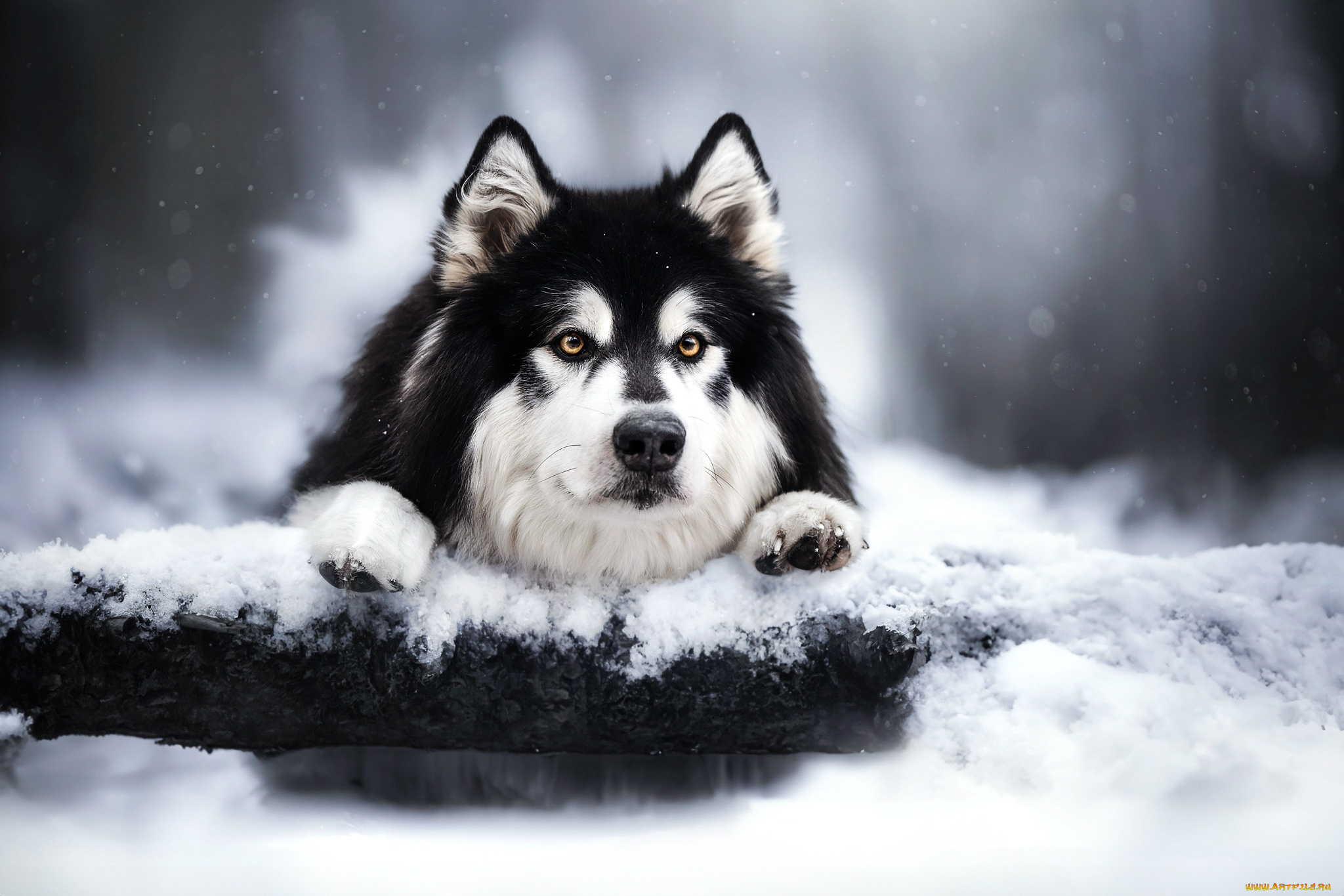 животные, собаки, зима