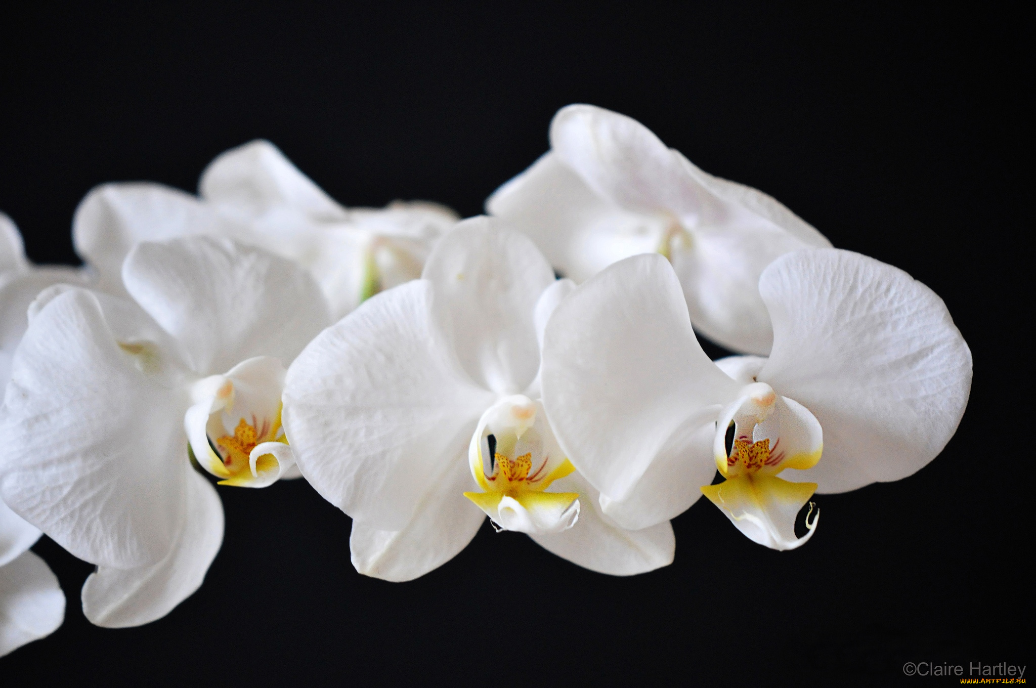 цветы, орхидеи, белый