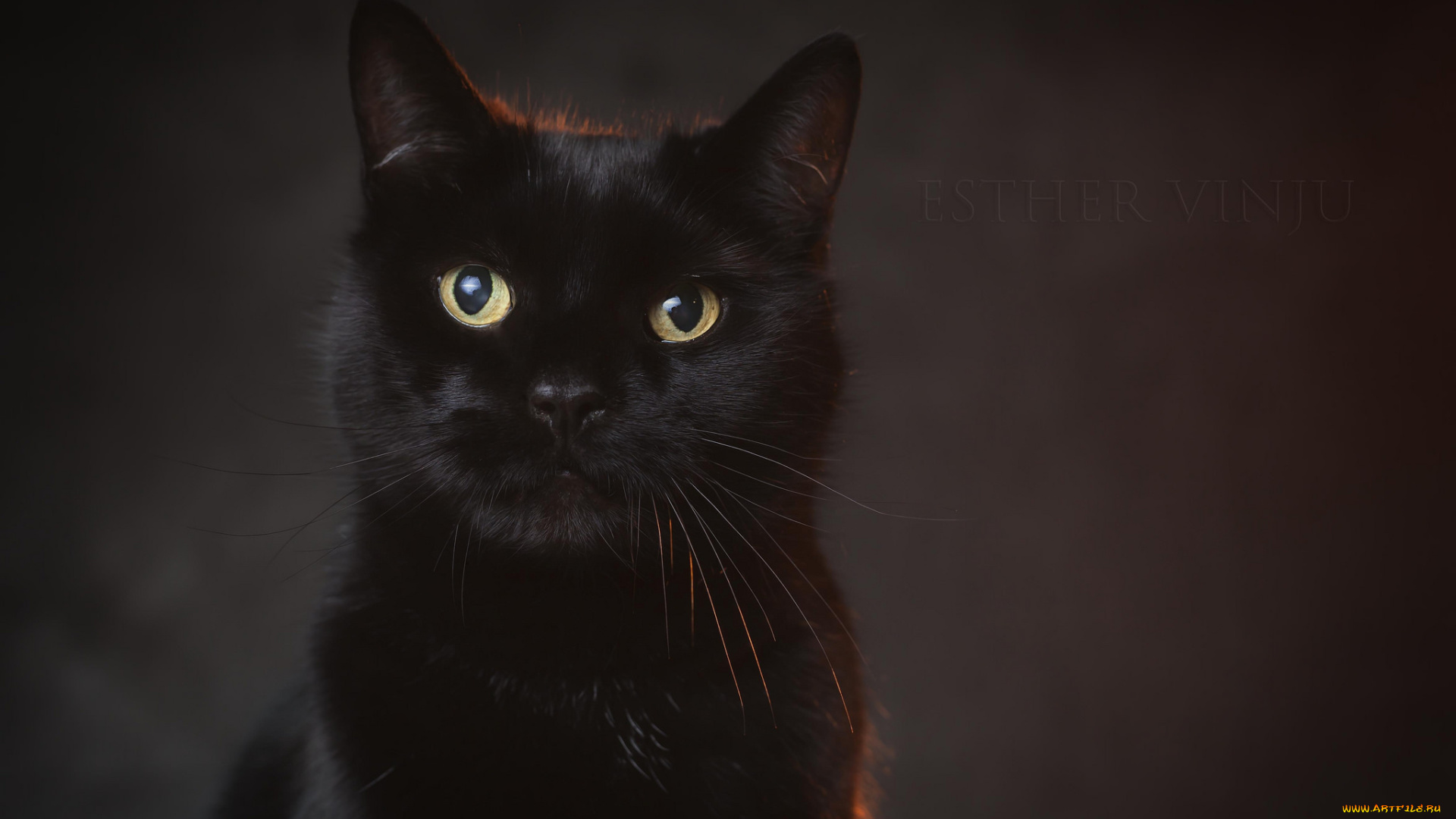 животные, коты, киса, коте, взгляд, чёрный, портрет