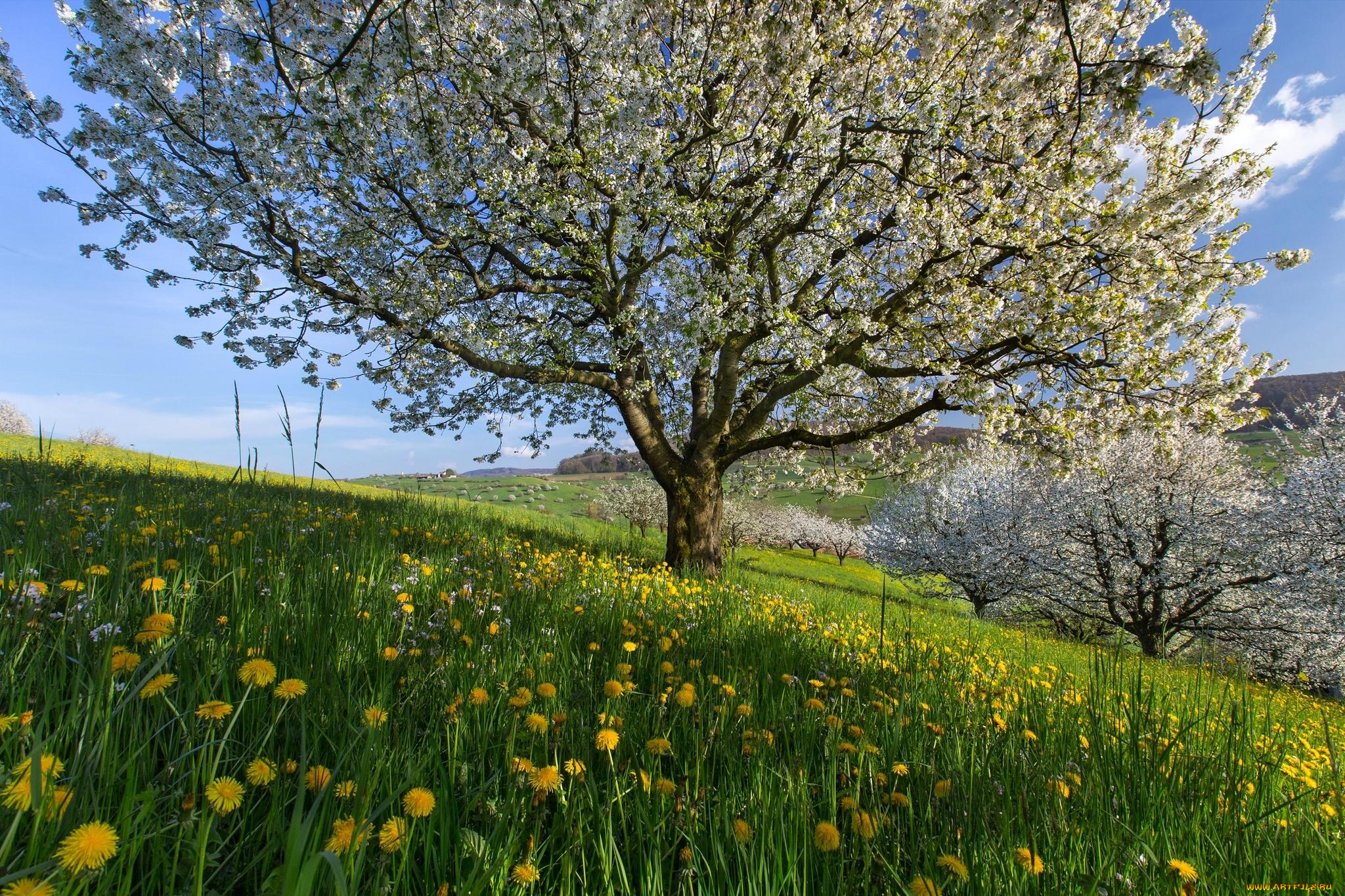 цветы, цветущие, деревья, , , кустарники, холмы, поля, весна, швейцария