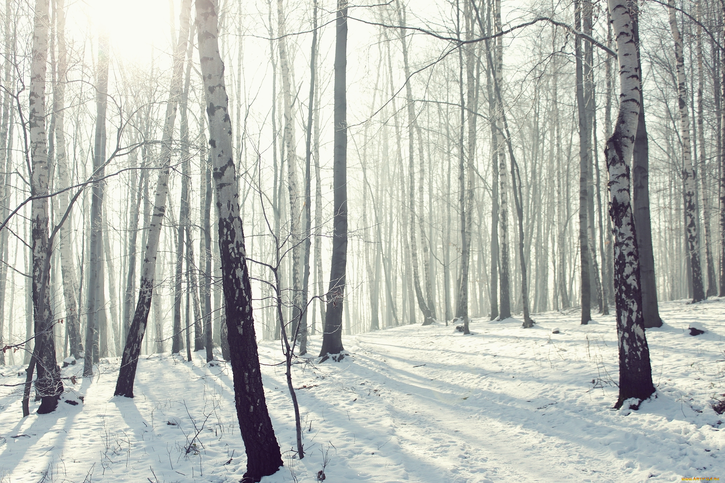 природа, зима, мороз, снег, лес