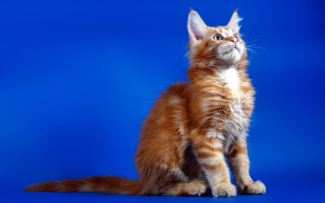 Картинка животные коты кошка рыжая фон