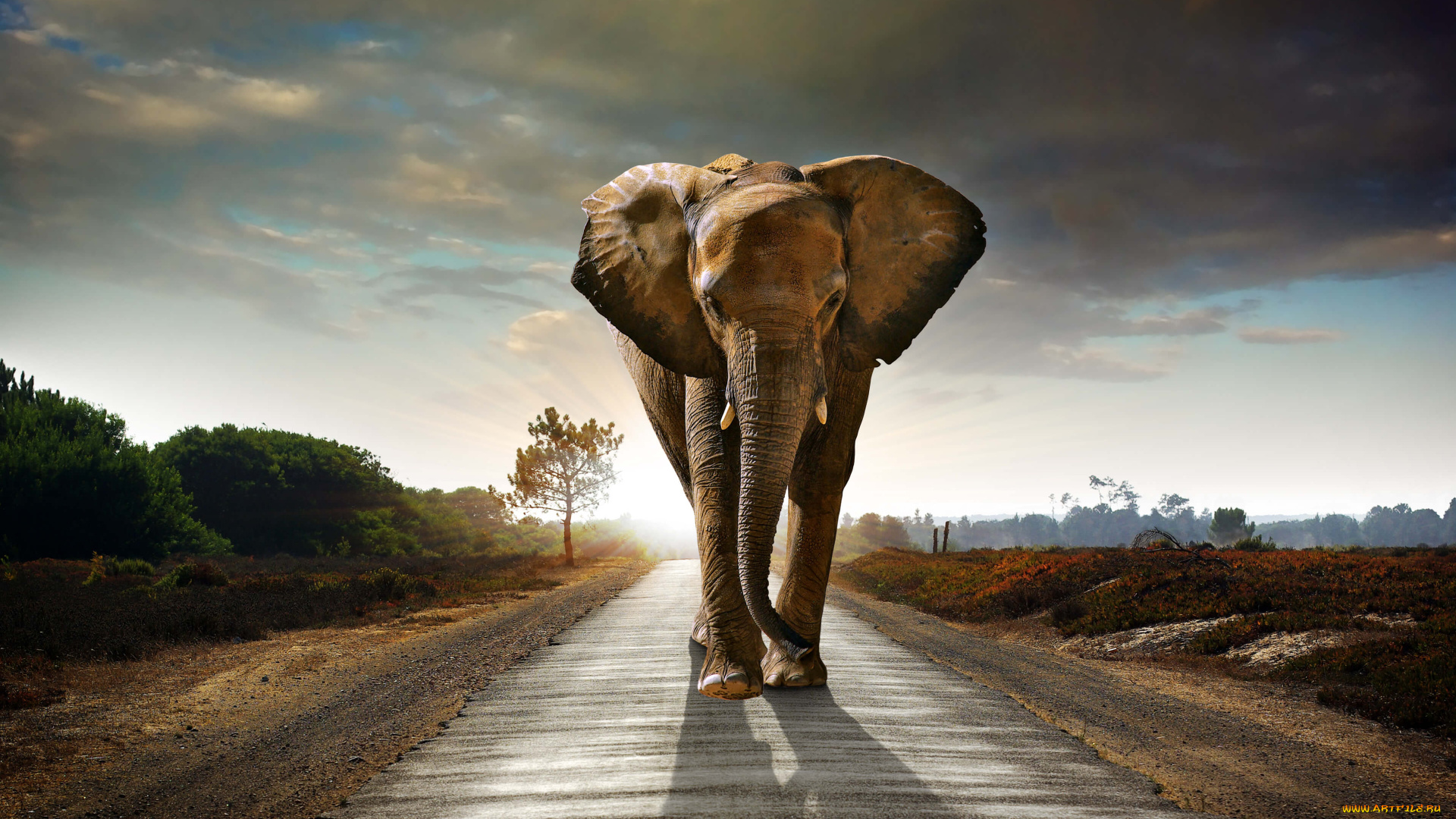 животные, слоны, млекопитающее, elefant, саванна, слон, дорога, идёт