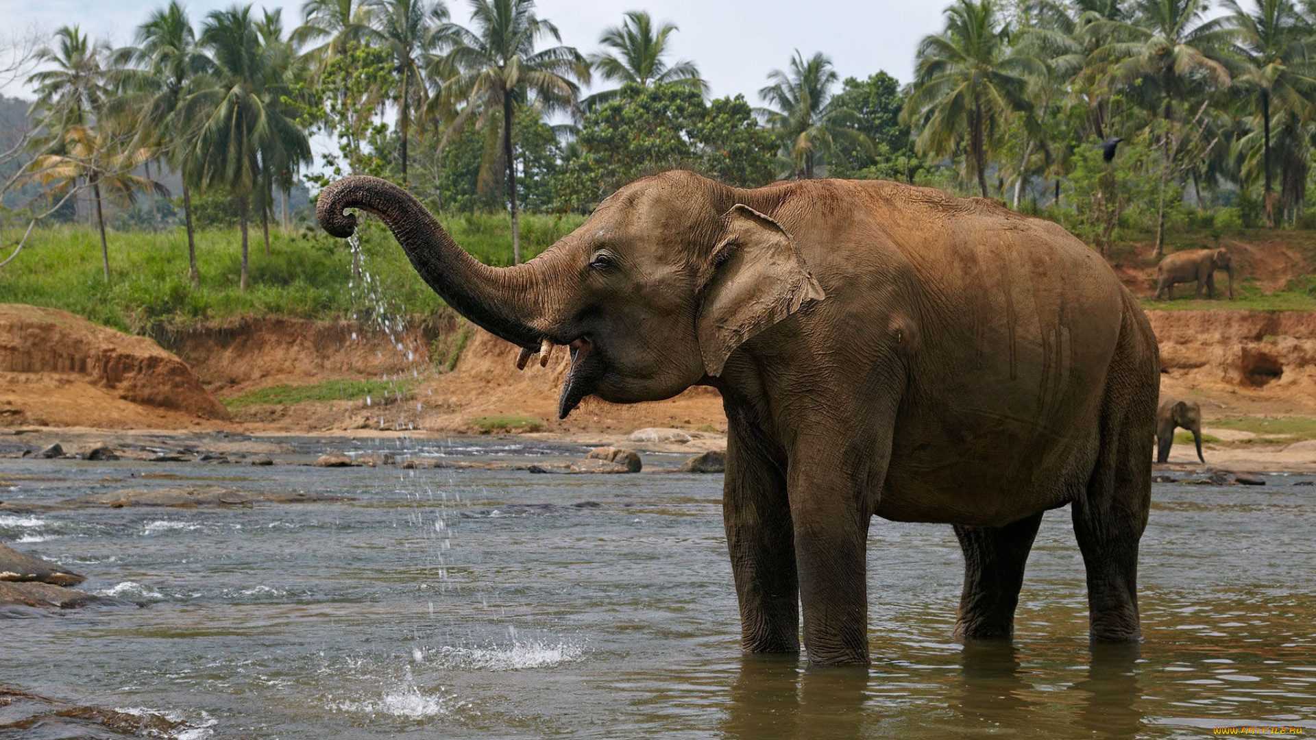 животные, слоны, слон, саванна, elefant, млекопитающее, водопой, река, купание
