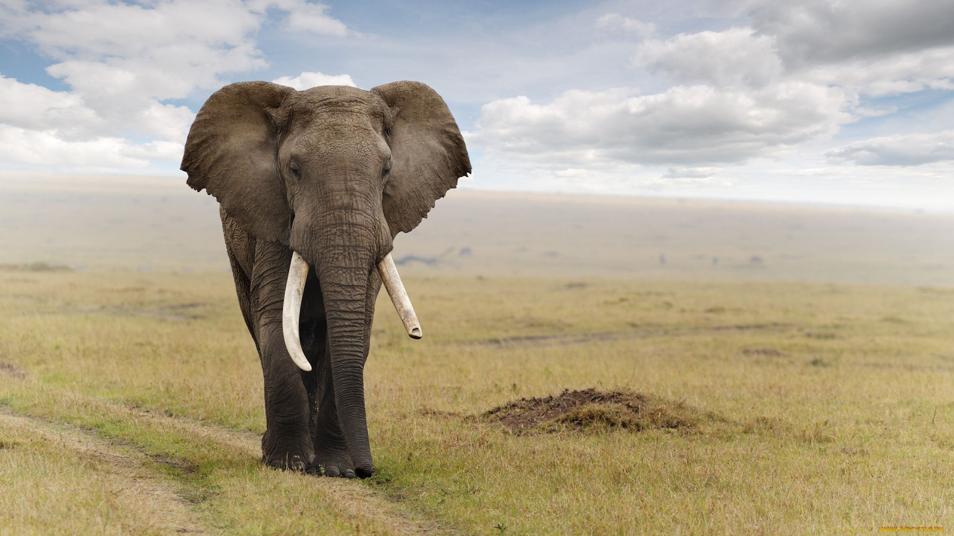 животные, слоны, слон, саванна, elefant, млекопитающее
