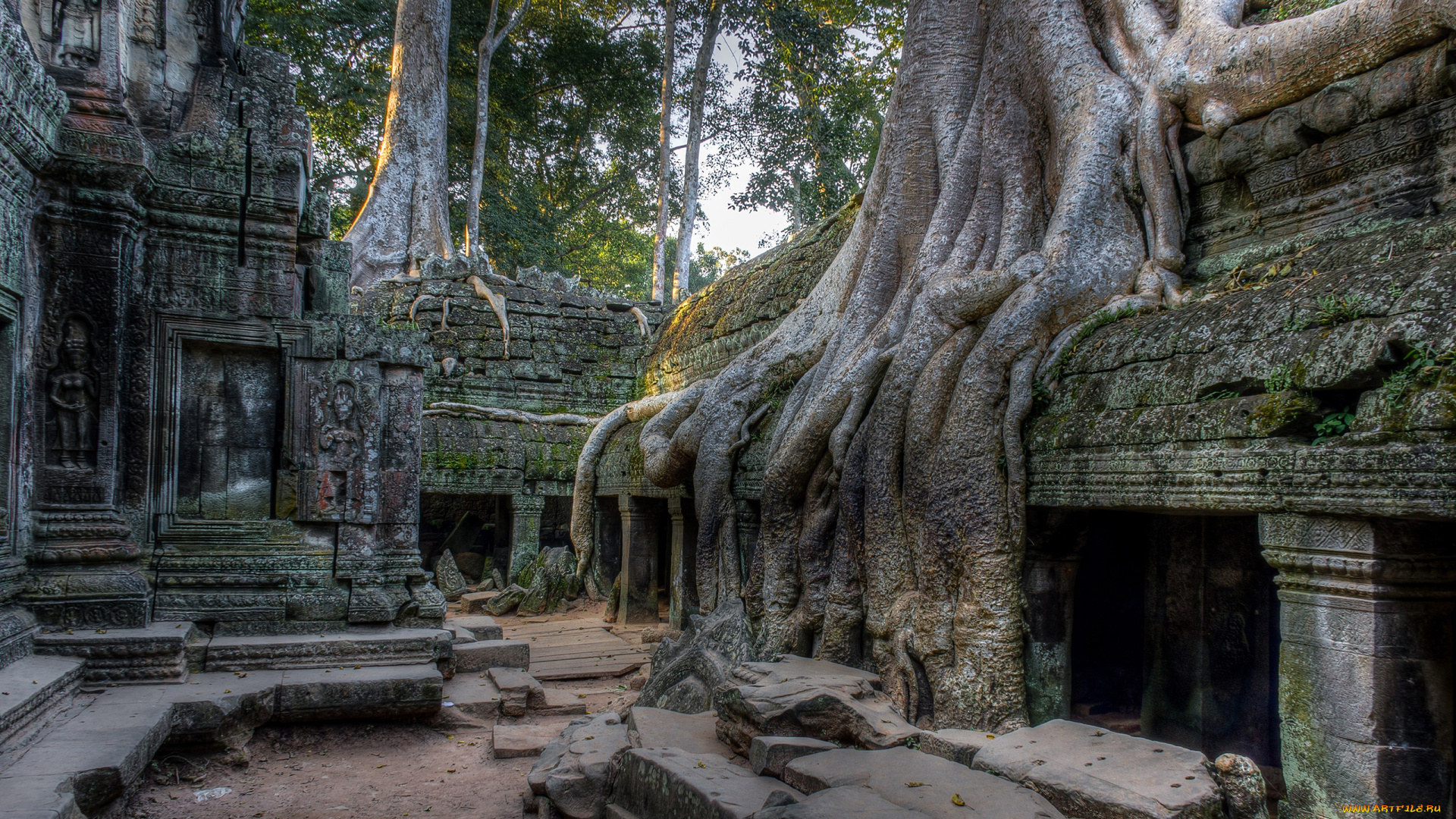 cambodia, angkor, города, -, исторические, , архитектурные, памятники, cambodia, angkor, камни, старина, памятник, культура, архитектура, дерево, корни