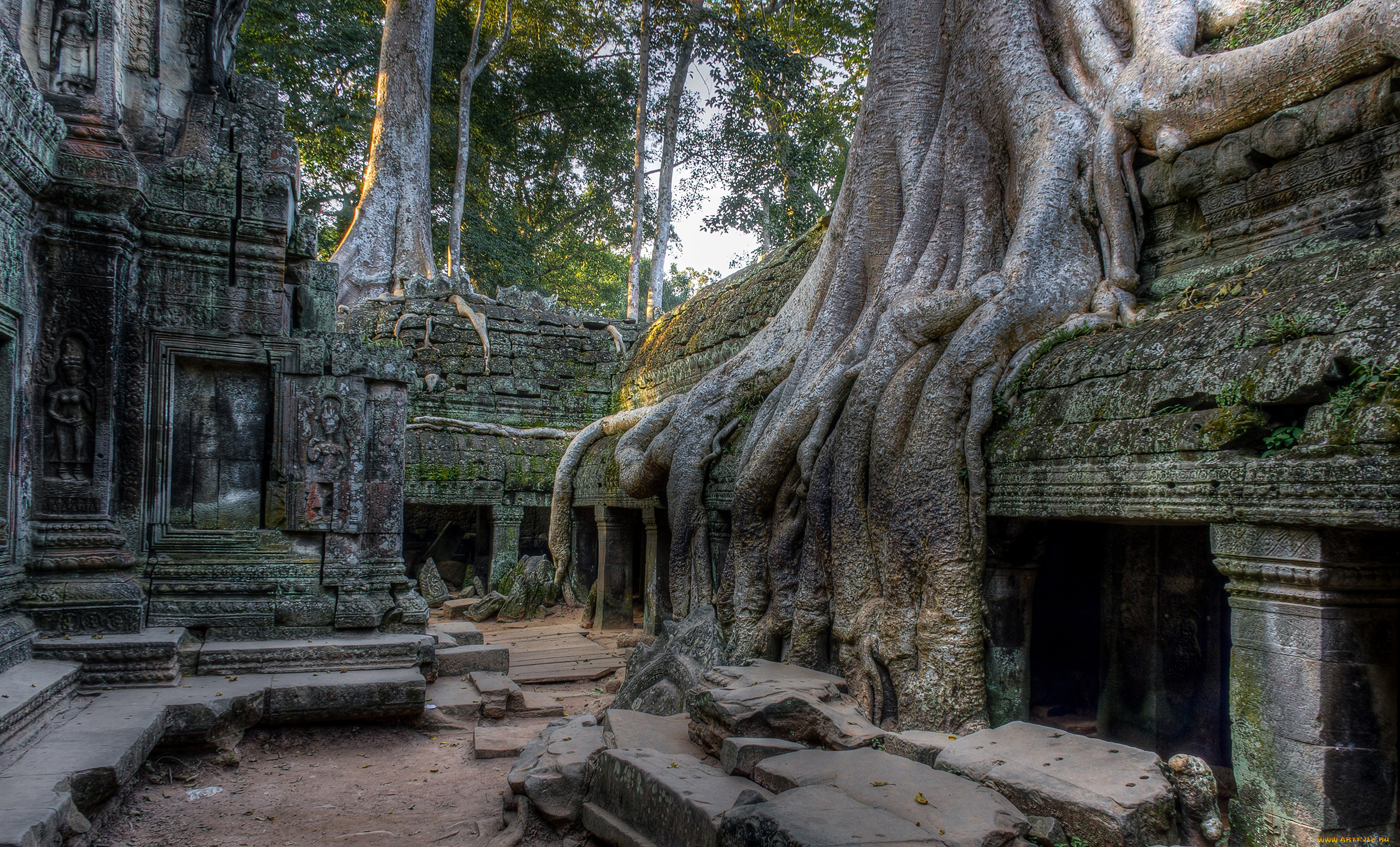 cambodia, angkor, города, -, исторические, , архитектурные, памятники, cambodia, angkor, камни, старина, памятник, культура, архитектура, дерево, корни