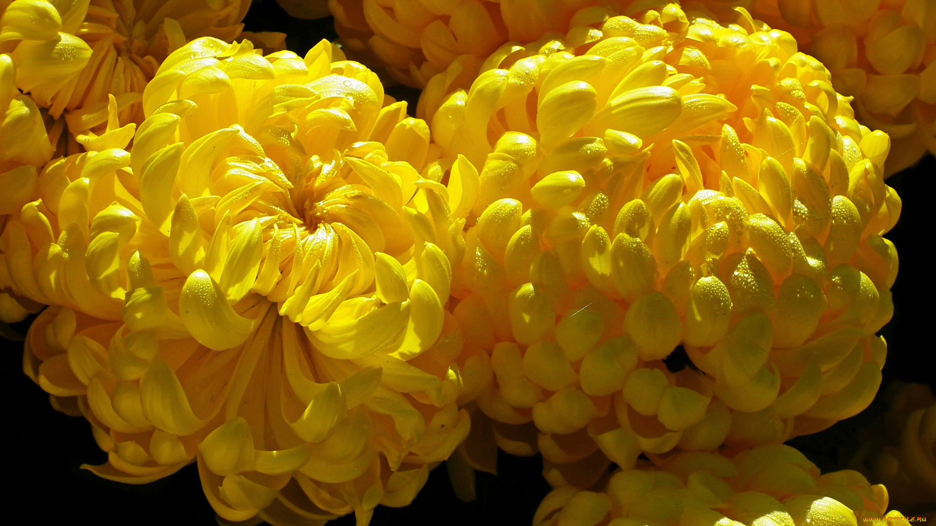 цветы, хризантемы, желтые, макро, капли