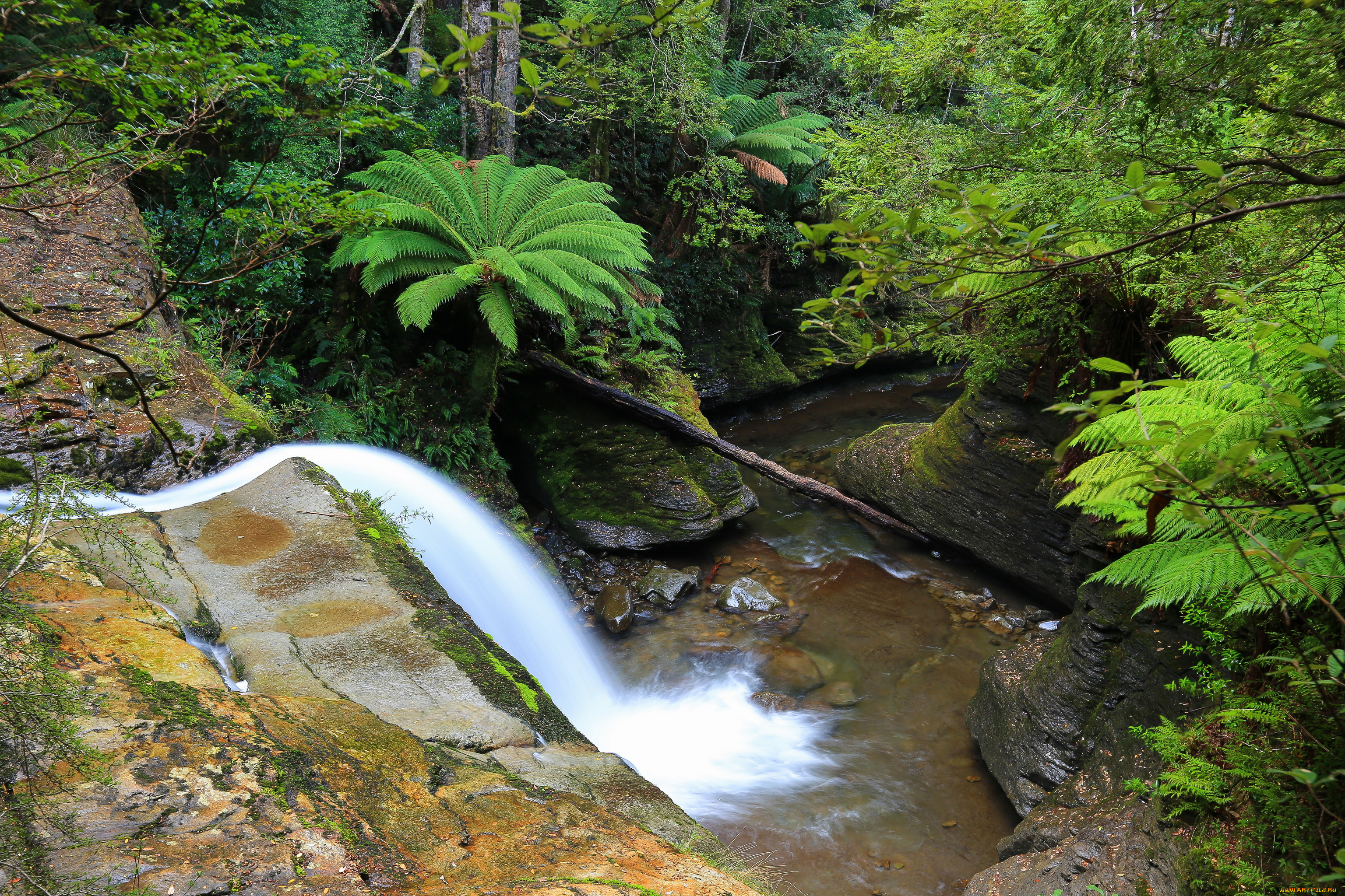 природа, водопады, водопад, джунгли, австралия, тасмания