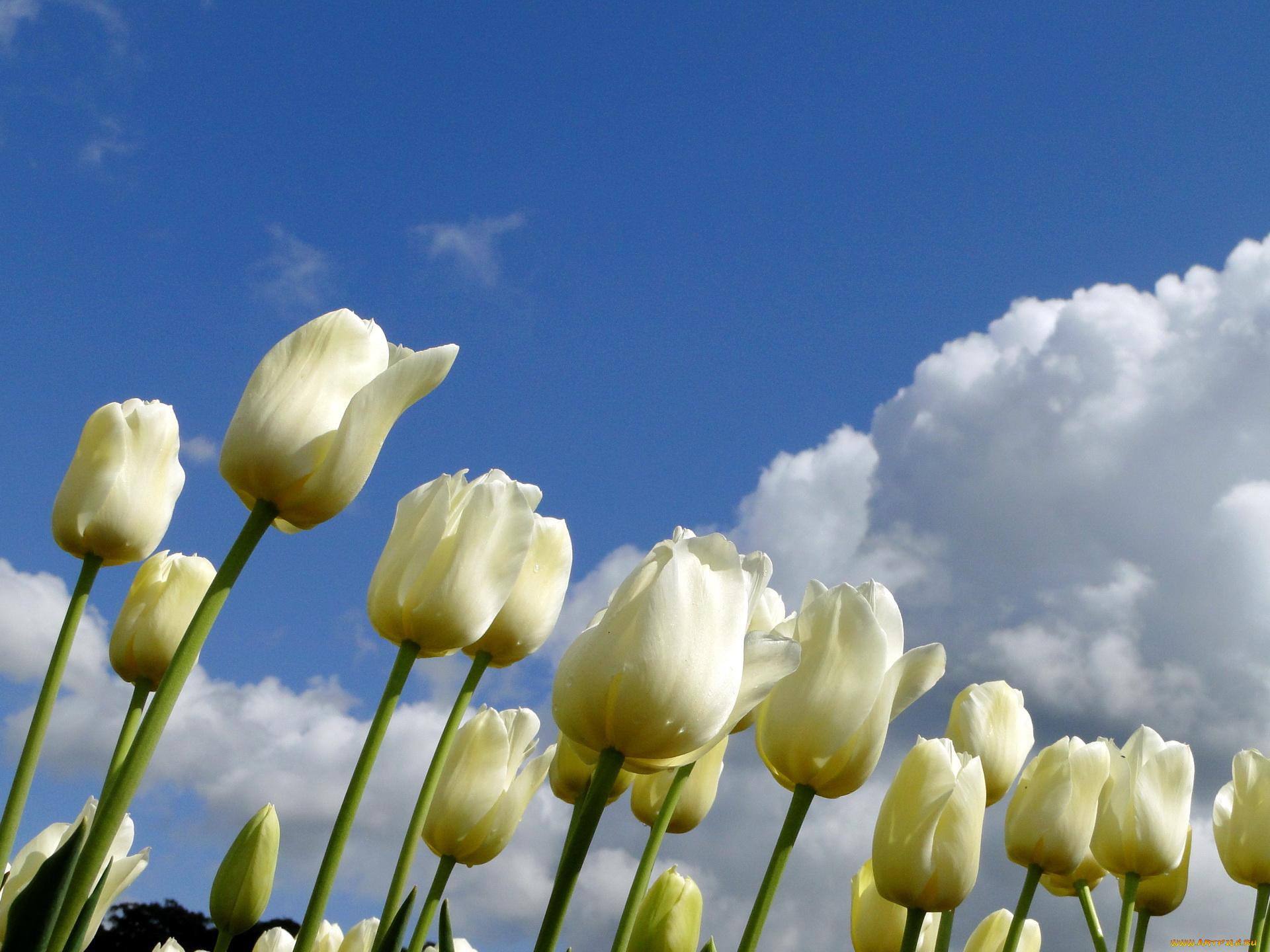 цветы, тюльпаны, облака