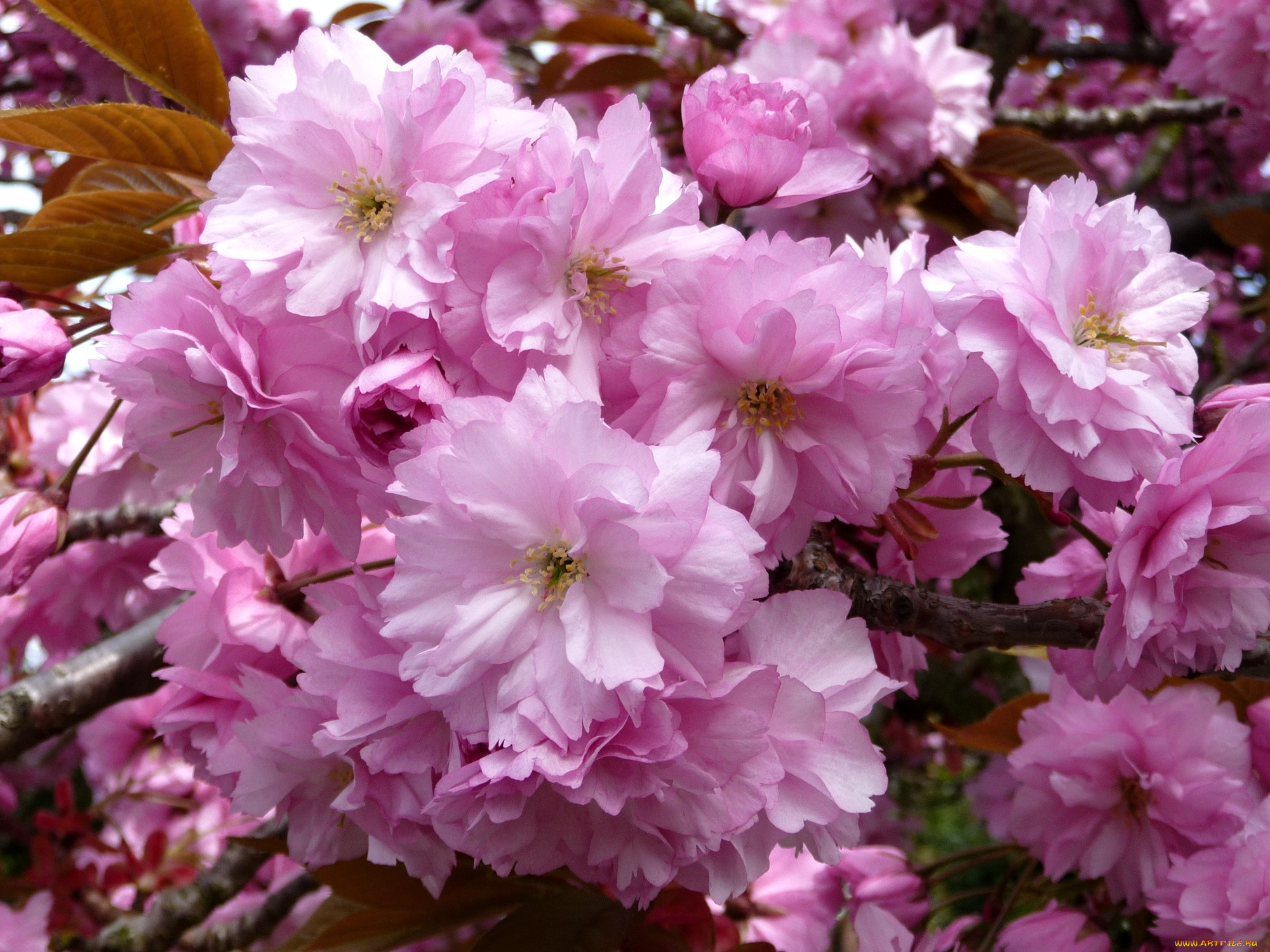 цветы, сакура, вишня, ветки, цветение, розовый