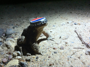 Картинка жабёнок кепке животные лягушки лягушка