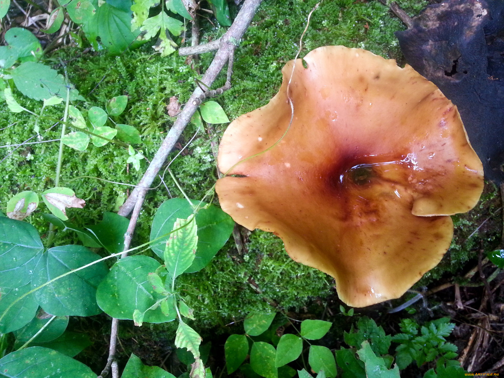 природа, грибы, листья, шляпка, гриб