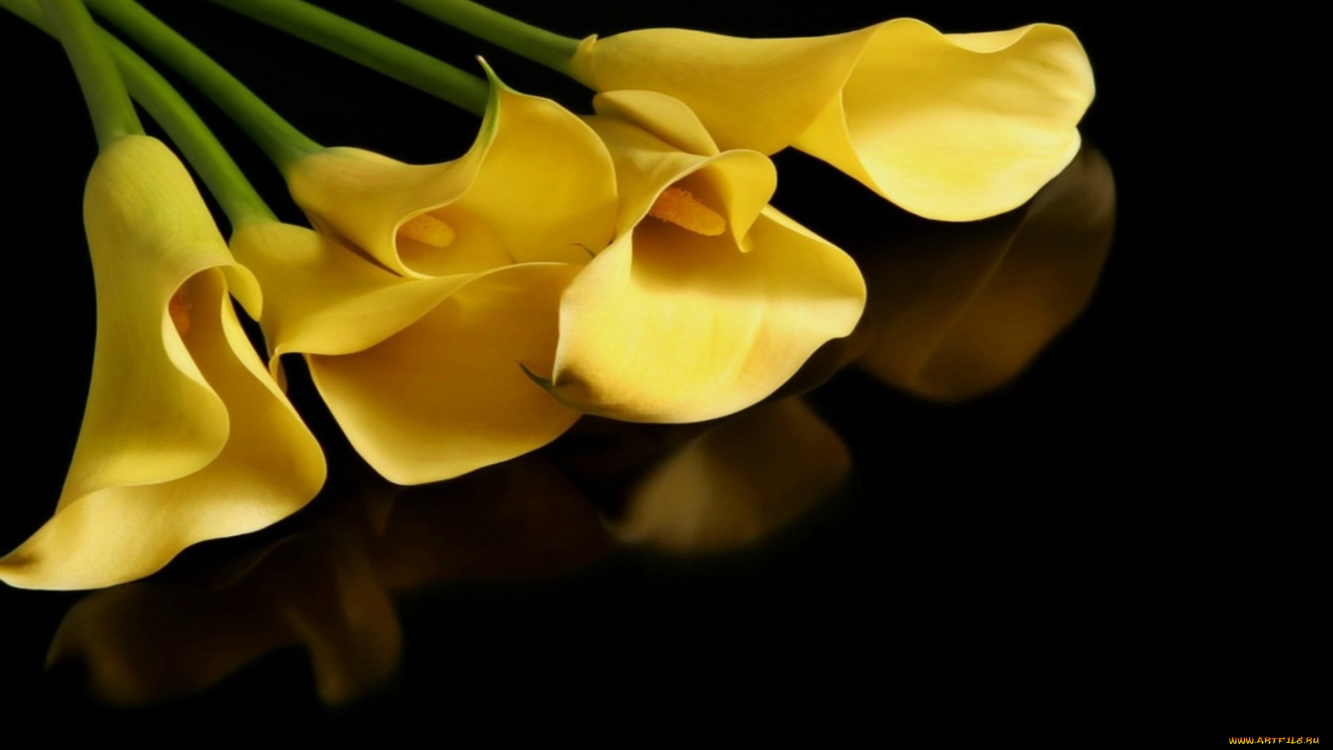 цветы, каллы, желтые, отражение