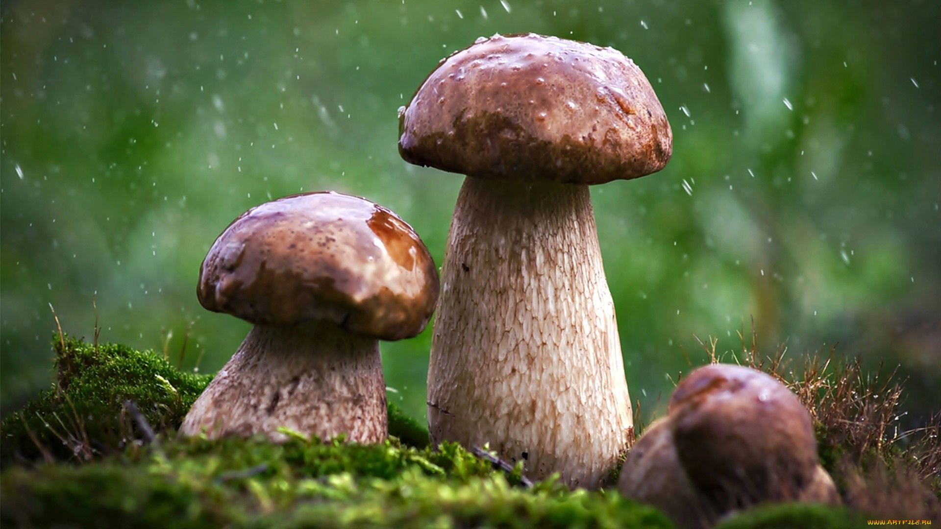 природа, грибы, трио, дождь