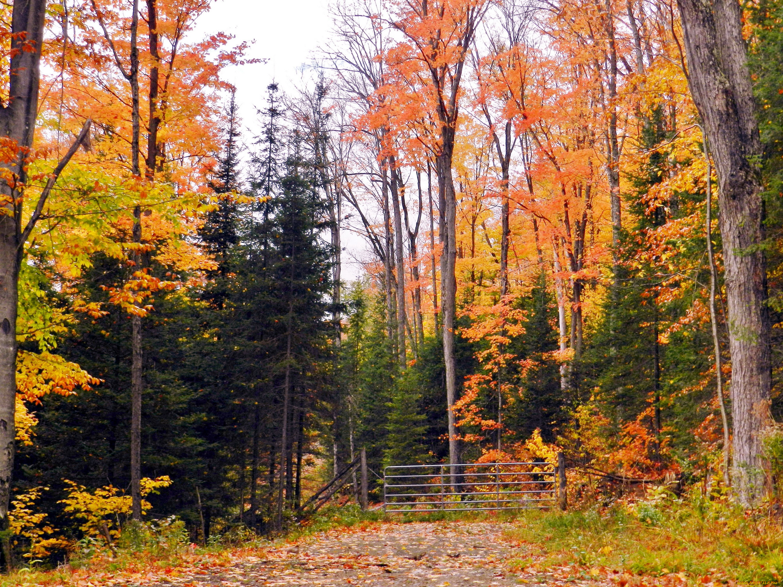 природа, лес, деревья, осень, листопад
