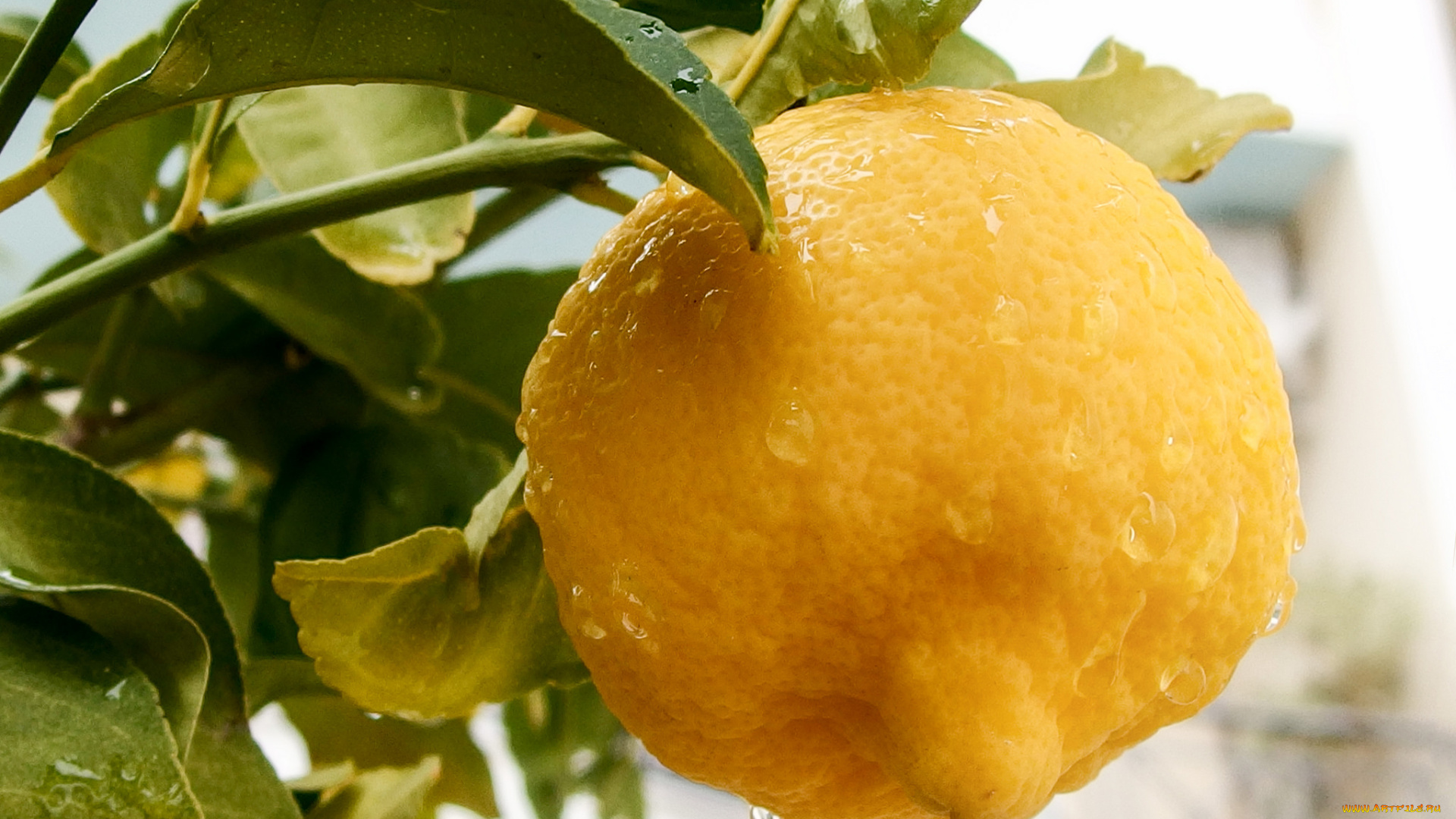 природа, плоды, лимон