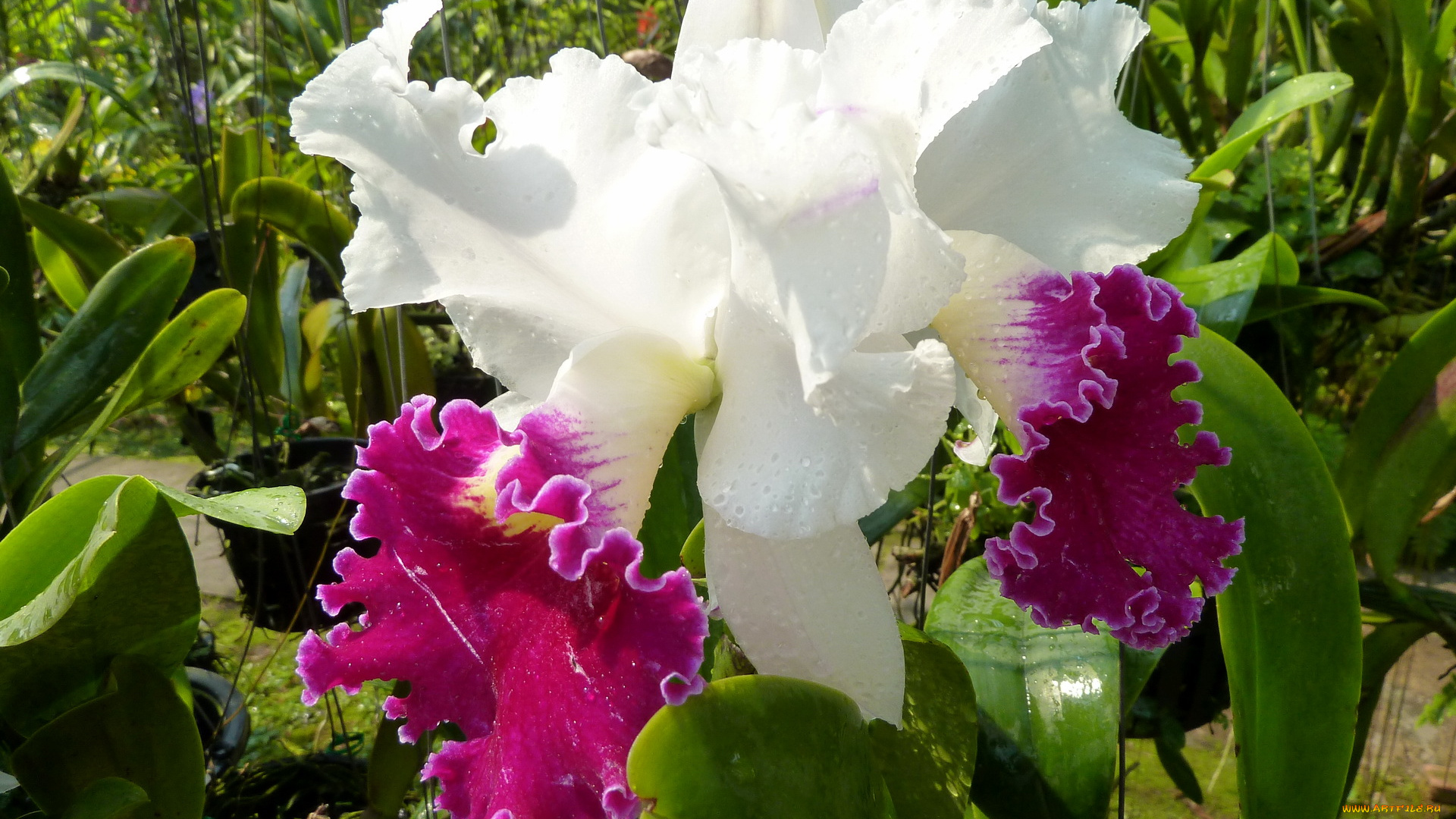 цветы, орхидеи, лепестки