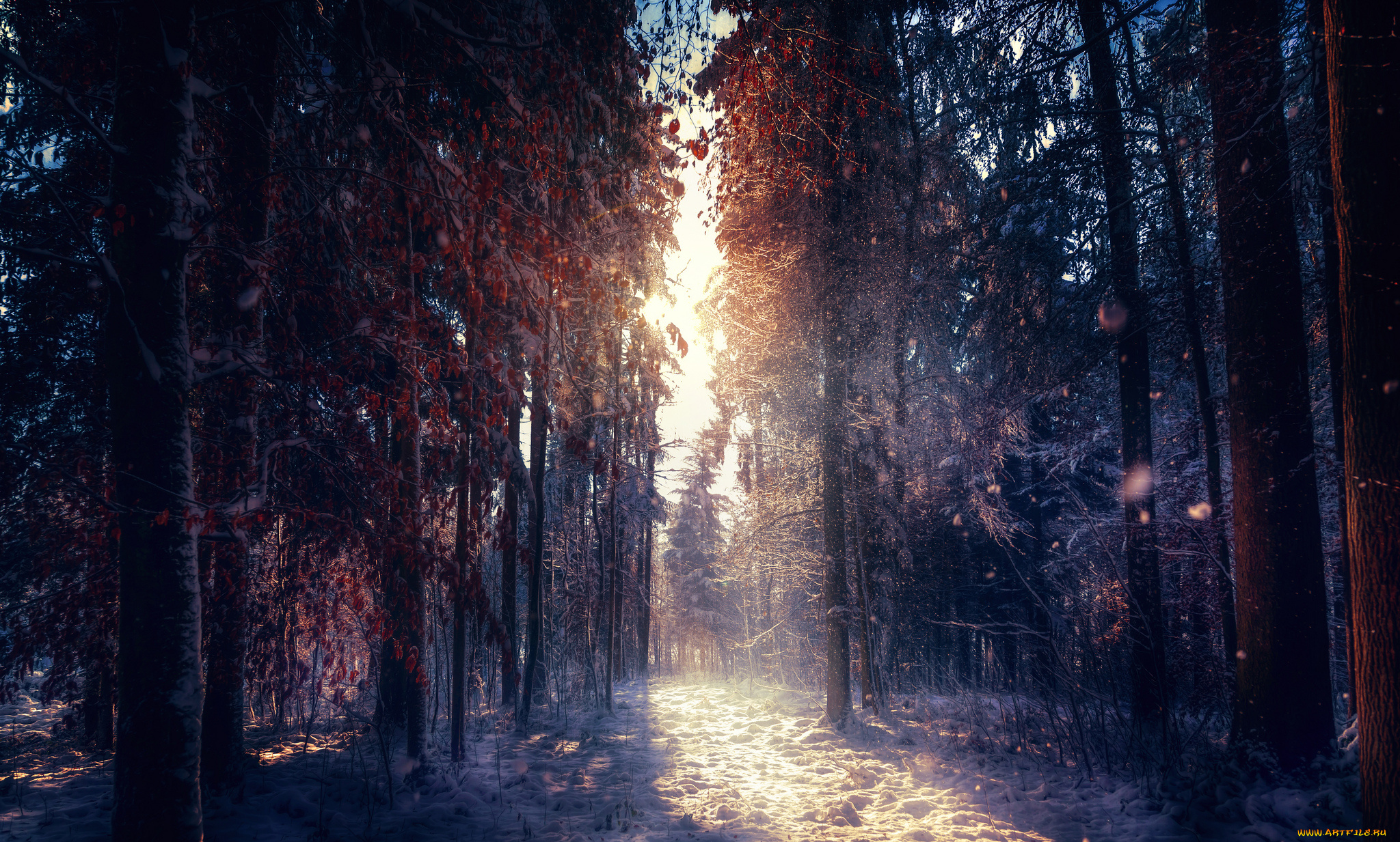 природа, зима, восход, деревья, лес, утро, иней, снег