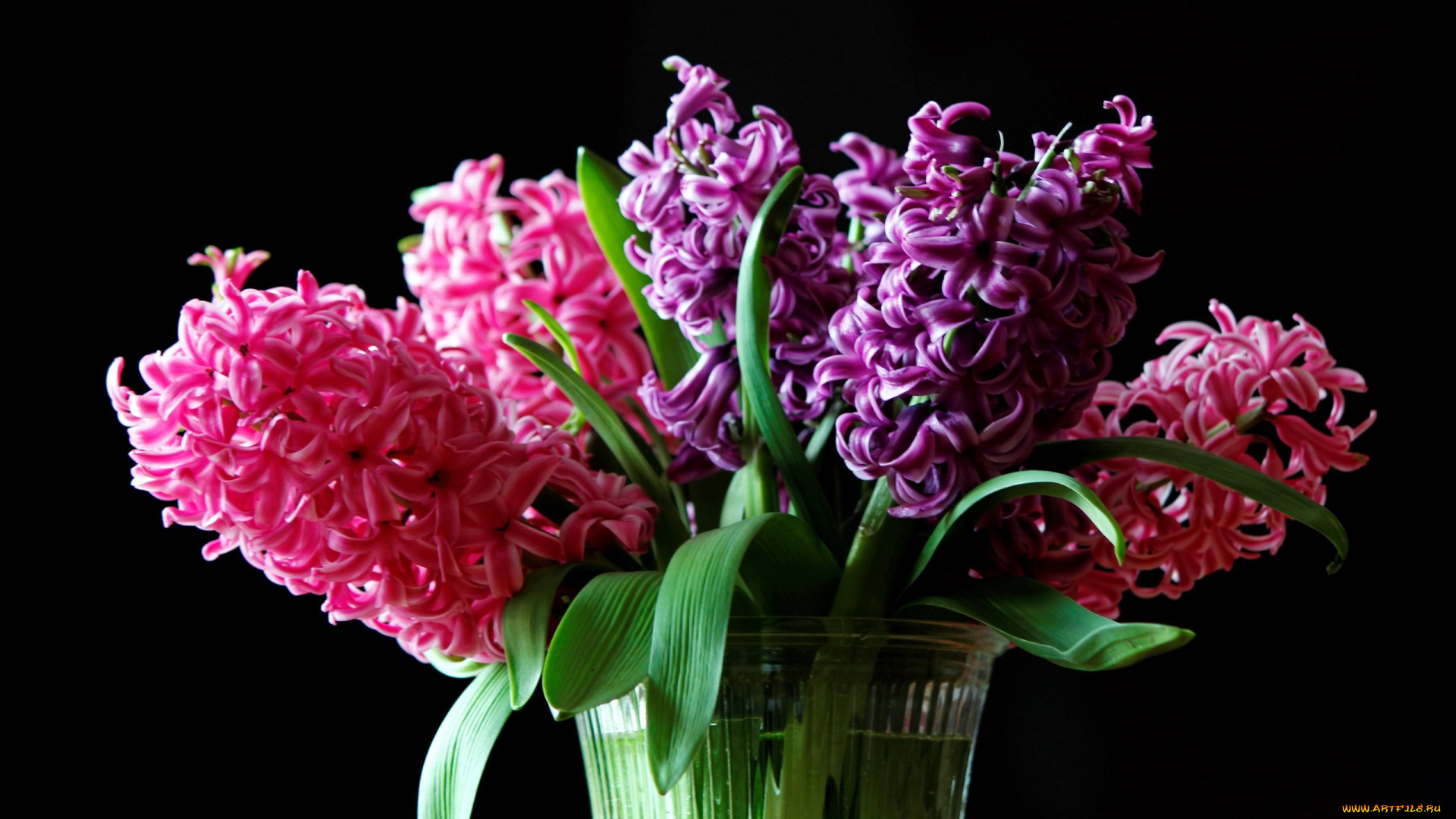 цветы, гиацинты, лиловый, розовый