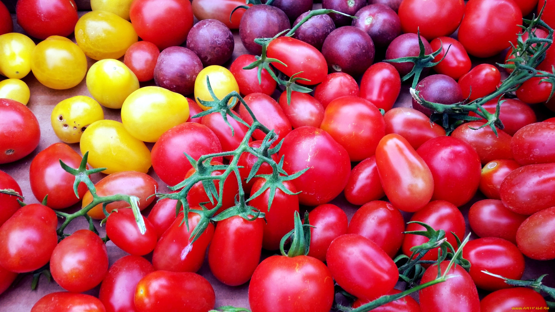 еда, помидоры, томаты, разноцветные