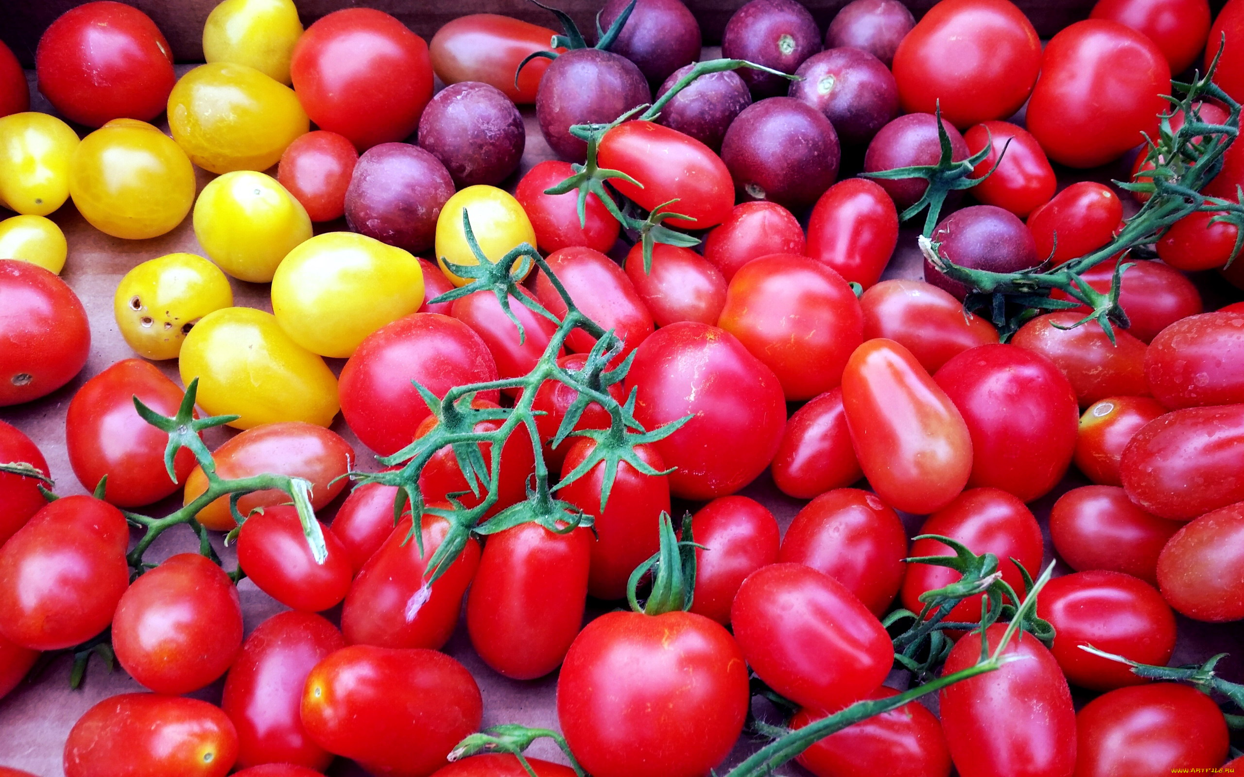 еда, помидоры, томаты, разноцветные