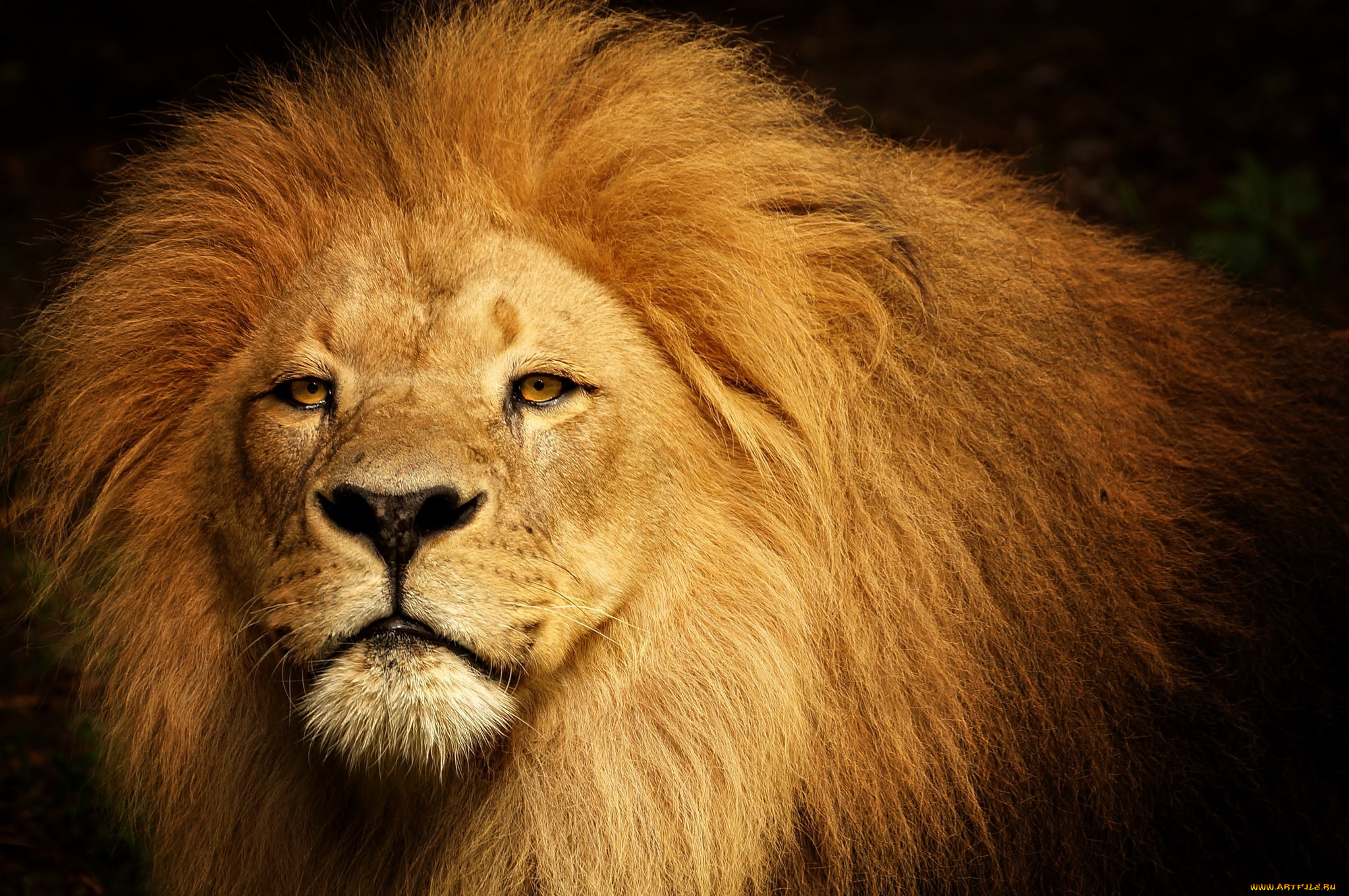 животные, львы, лев, зверь, царь