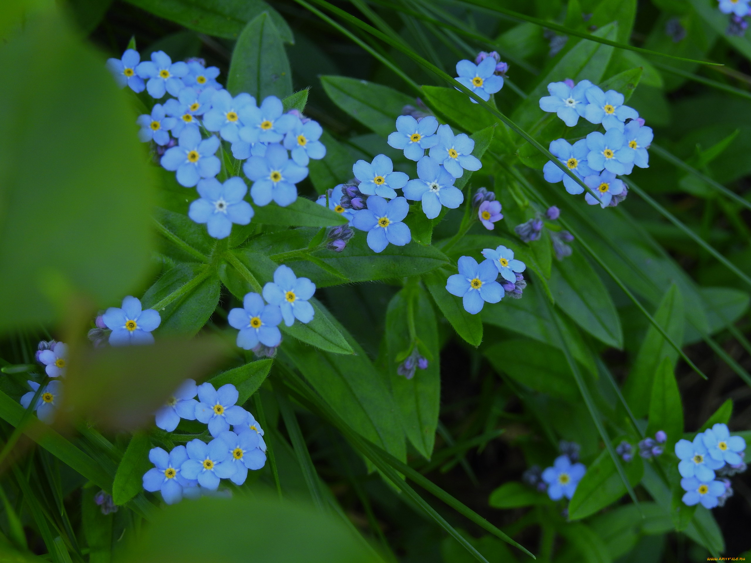 цветы, незабудки, голубой