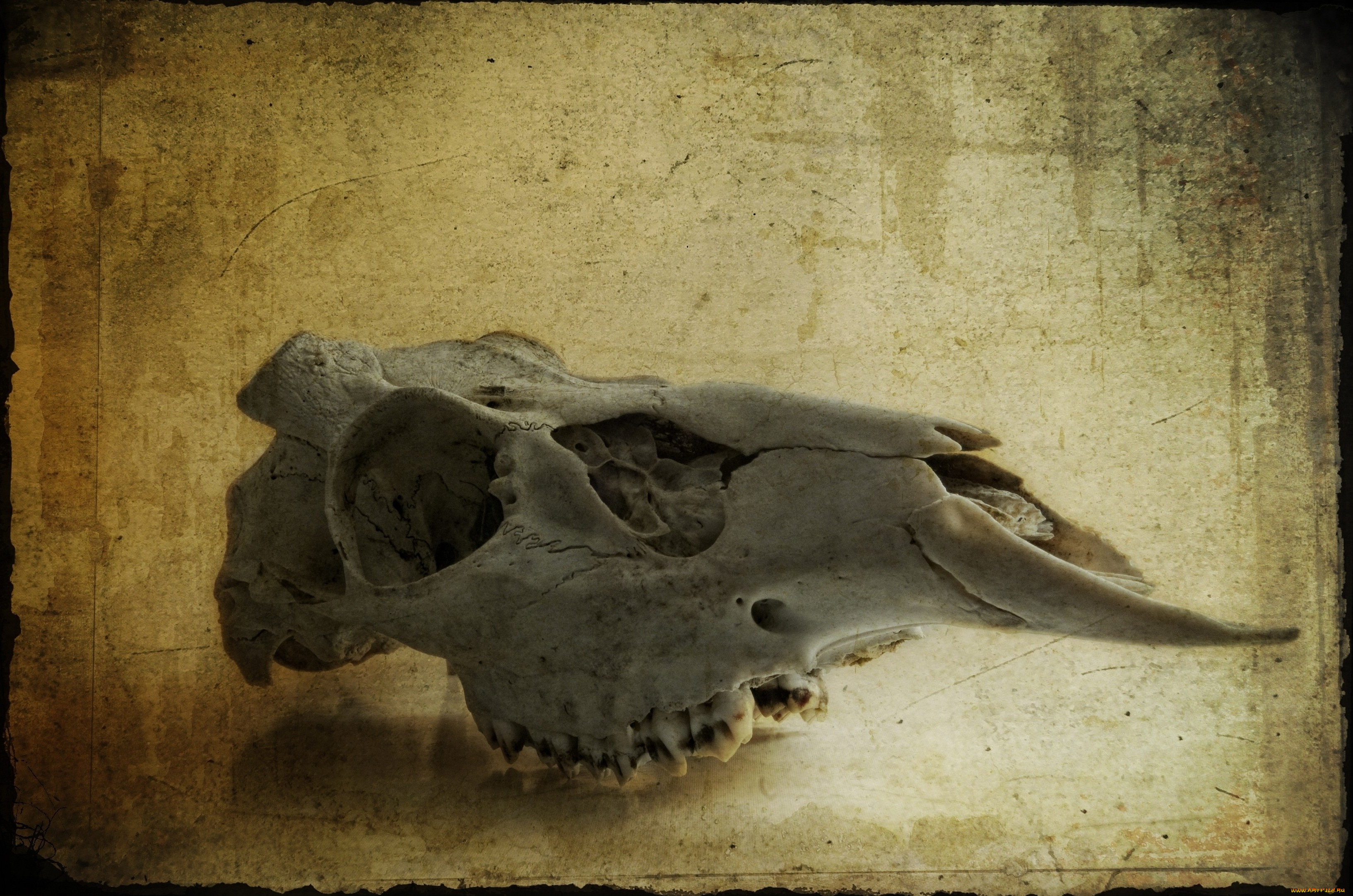 Череп, оленя, разное, кости, рентген, глазницы, череп, зубы
