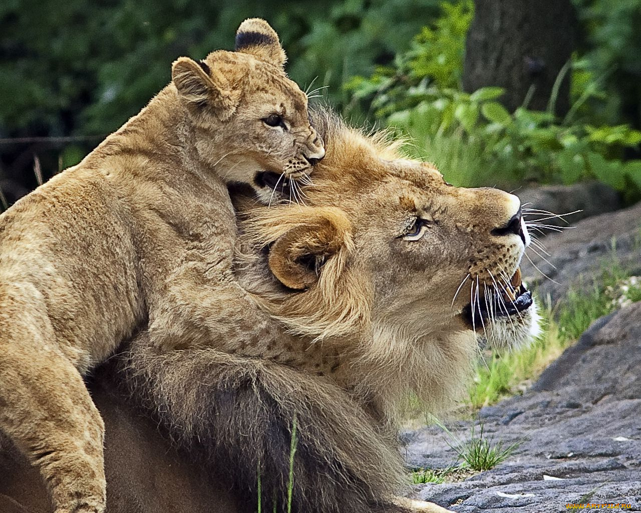 животные, львы