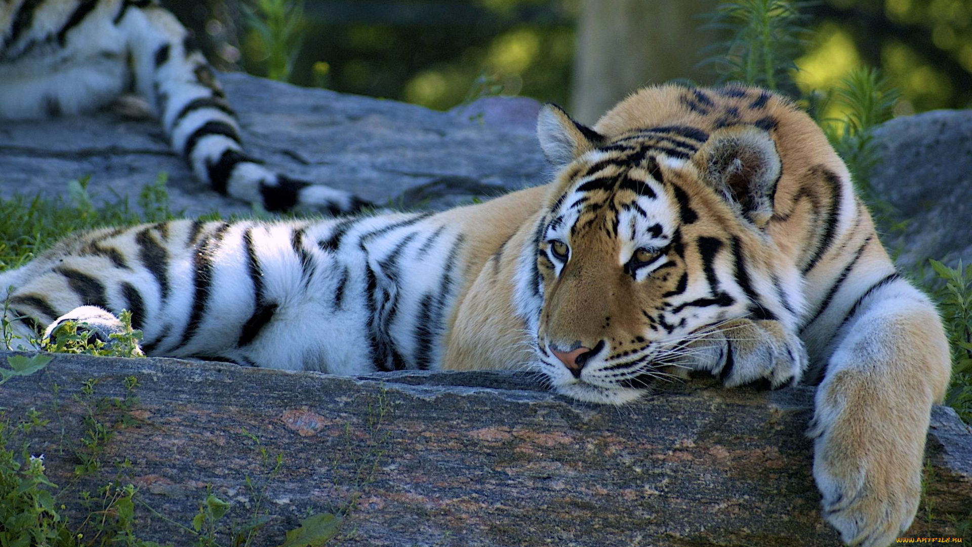 животные, тигры, отдых, полосатый, хищник